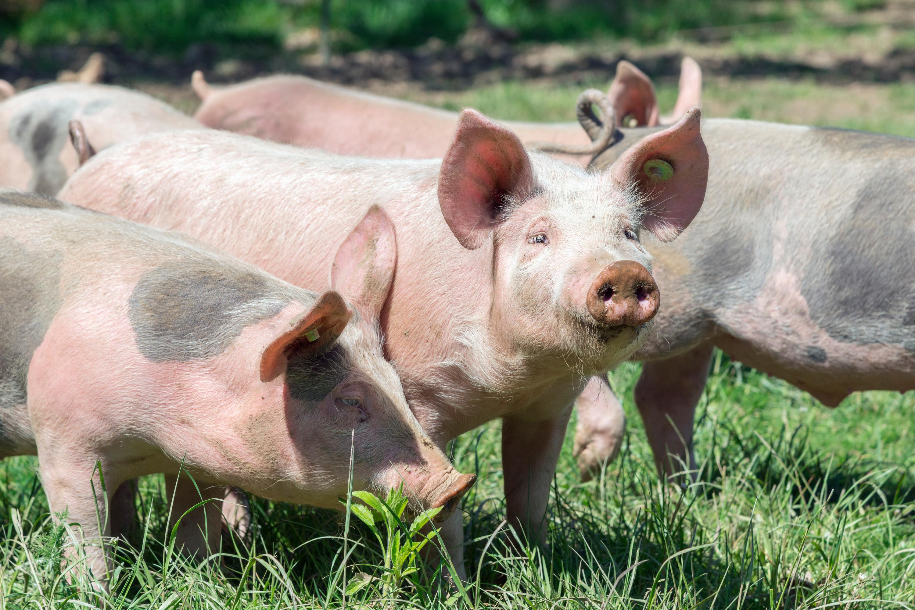 Vosges : un camion de cochons se renverse, l'A31 bloquée