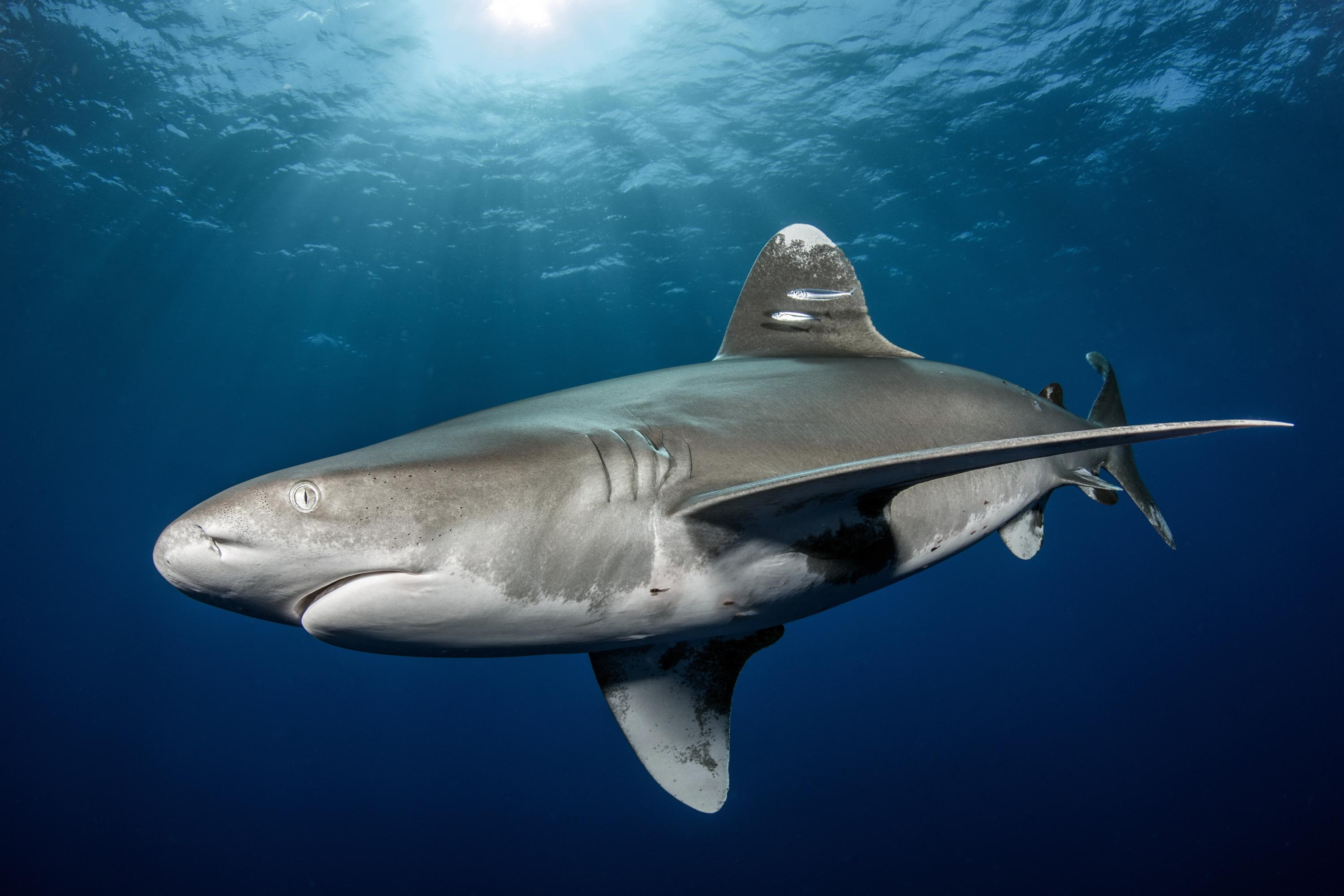 Australie : un homme tué par un requin alors qu’il pêchait dans la Grande Barrière de corail