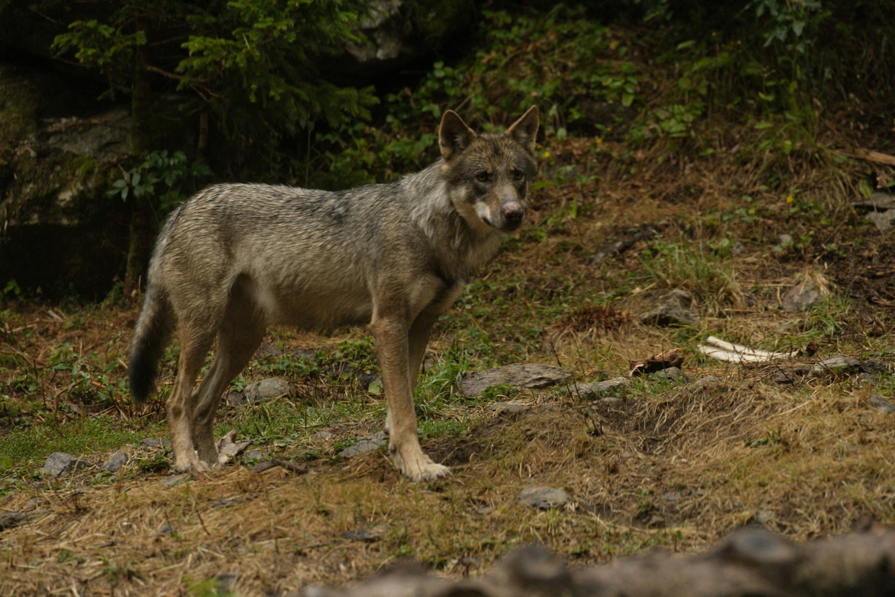 Hautes-Pyrénées : des tirs de défense anti-loups autorisés après une attaque de troupeau