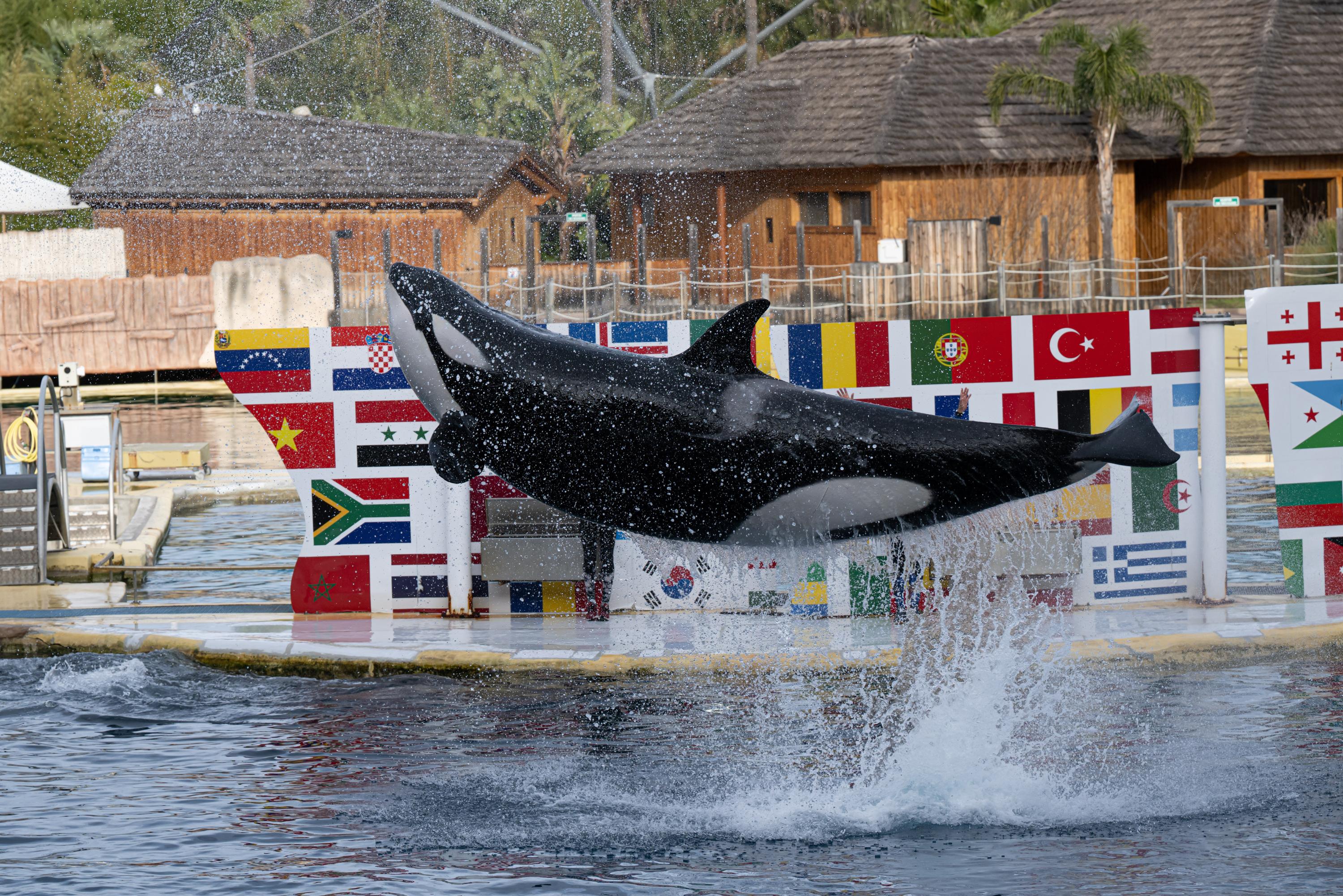 Marineland d’Antibes : vers un transfert des orques dans un parc en Espagne