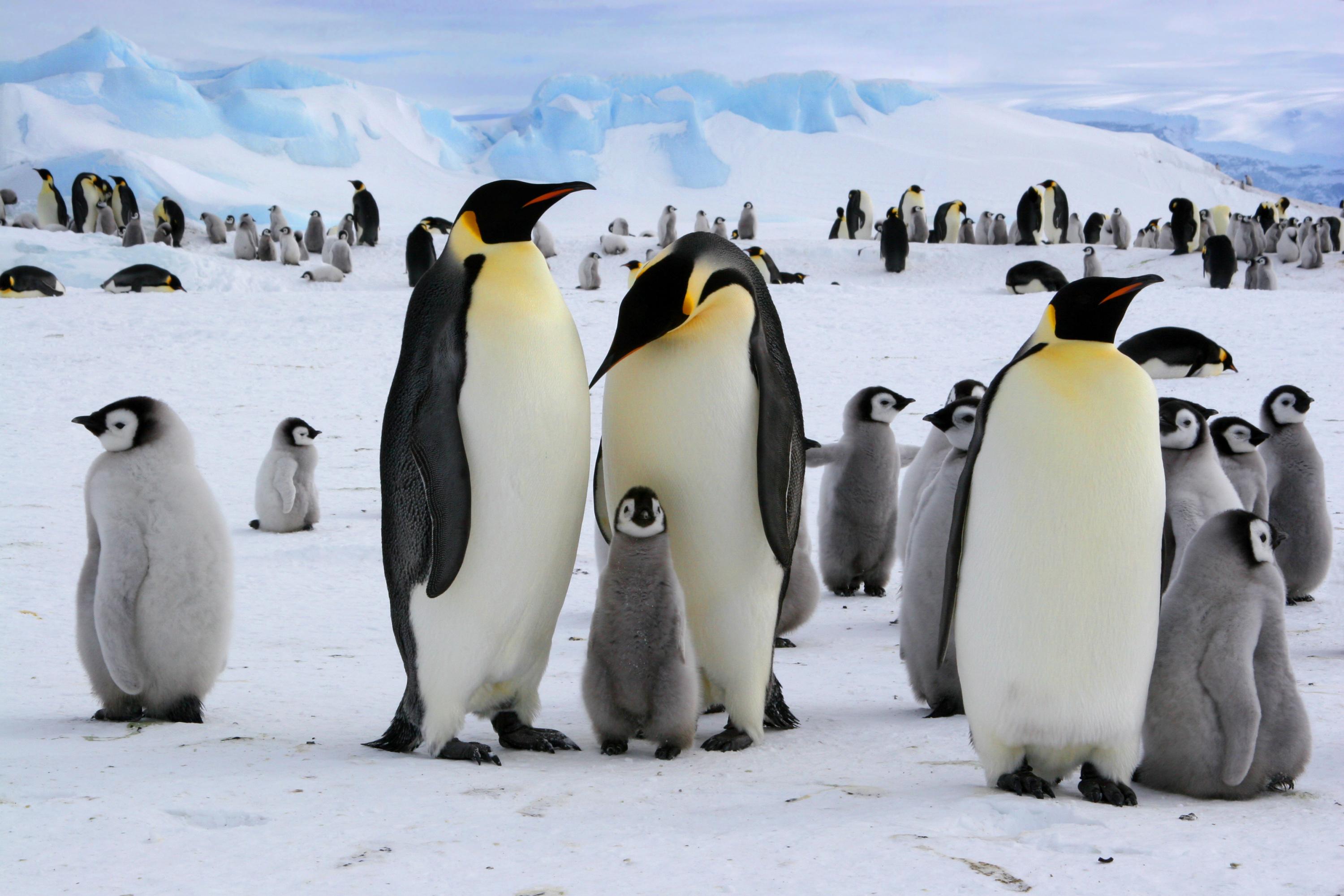 Au rythme actuel, les populations de manchots empereurs seront proches de l’extinction en 2100