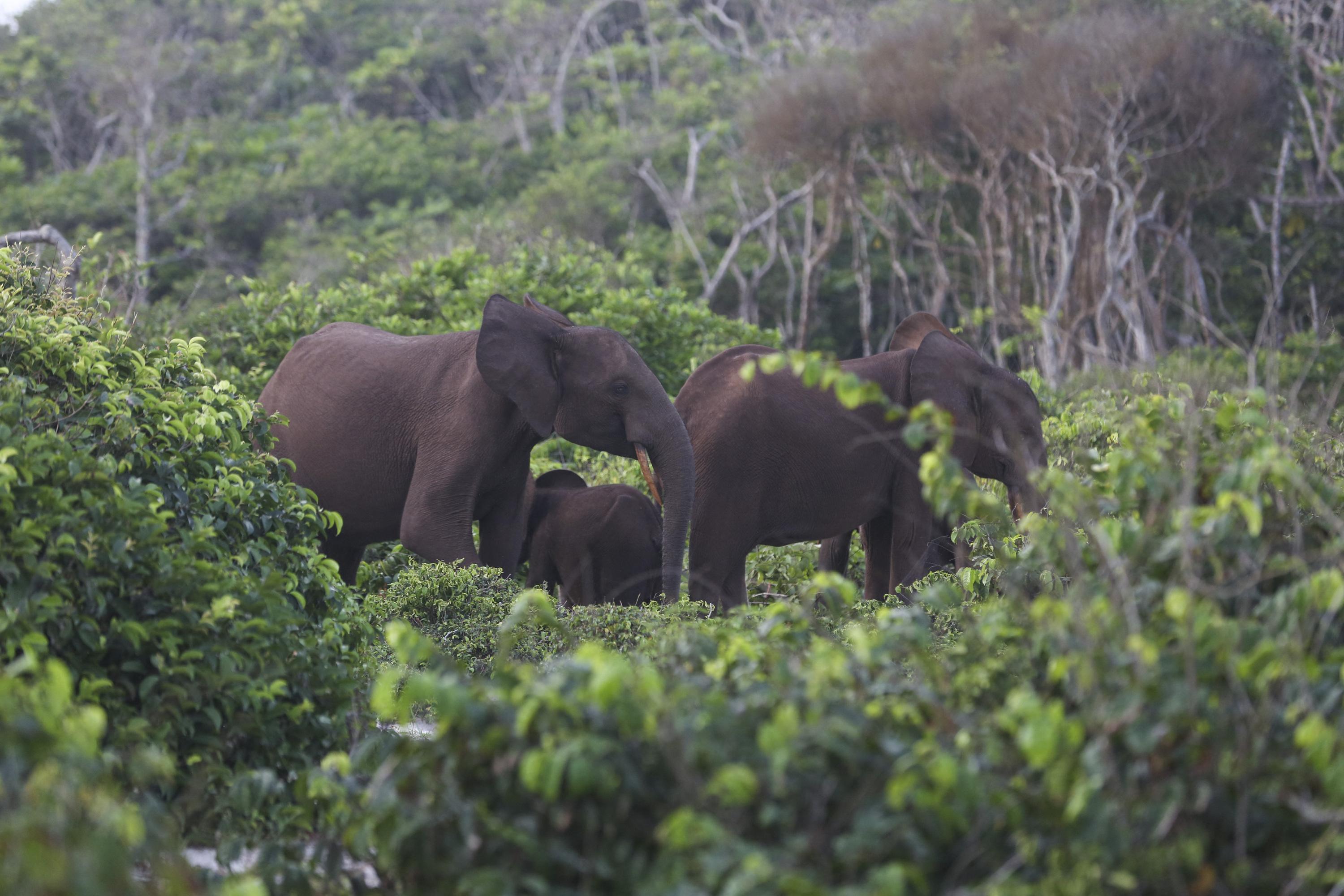 Un millionnaire américain, figure de la chasse aux trophées, piétiné à mort par cinq éléphants au Gabon