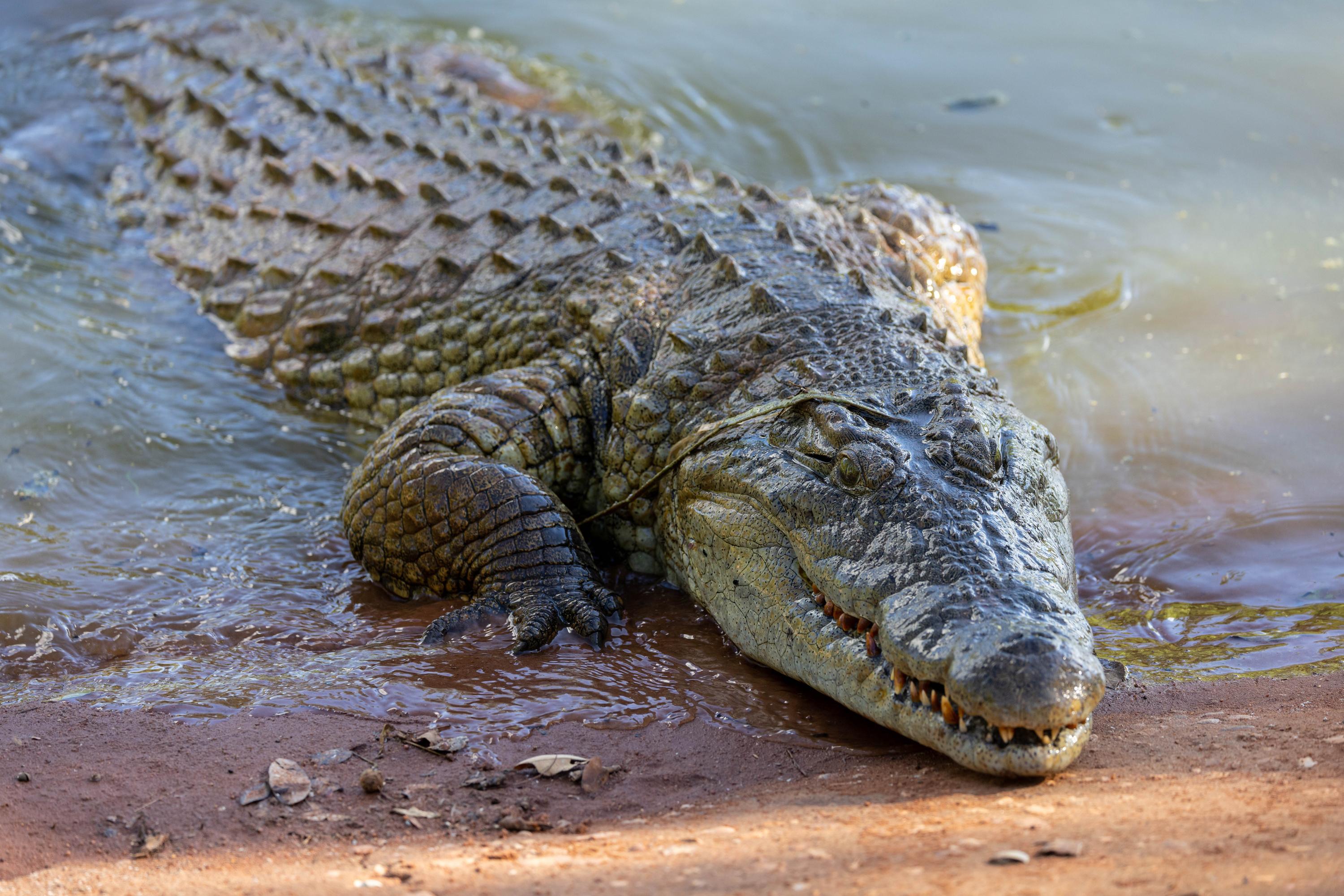 Un crocodile de 5 mètres de long dévore le propriétaire d’un hôtel en Afrique du Sud (et ce n’était pas sa première victime)