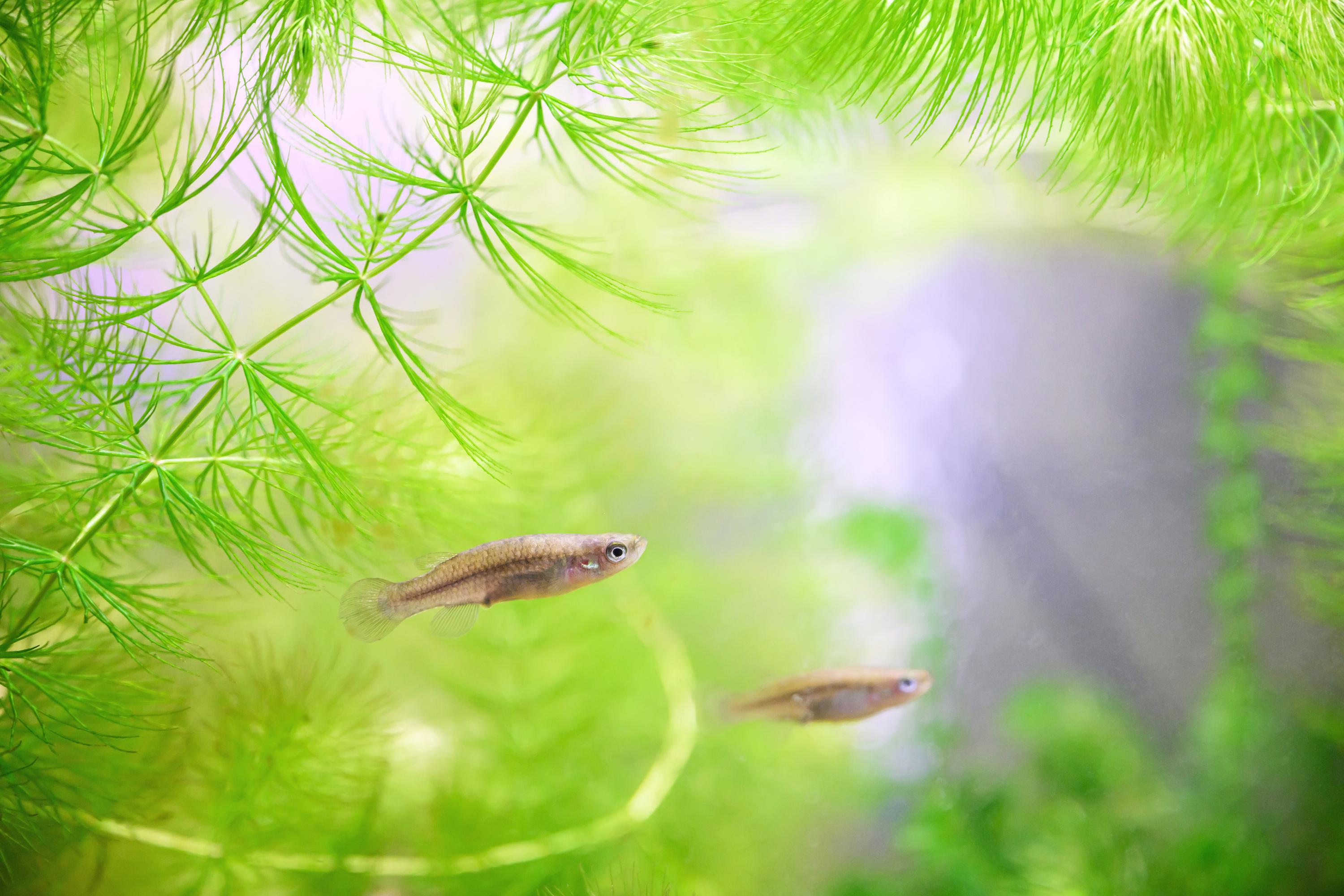 Ce petit poisson en danger critique d’extinction va-t-il être sauvé à Paris ?