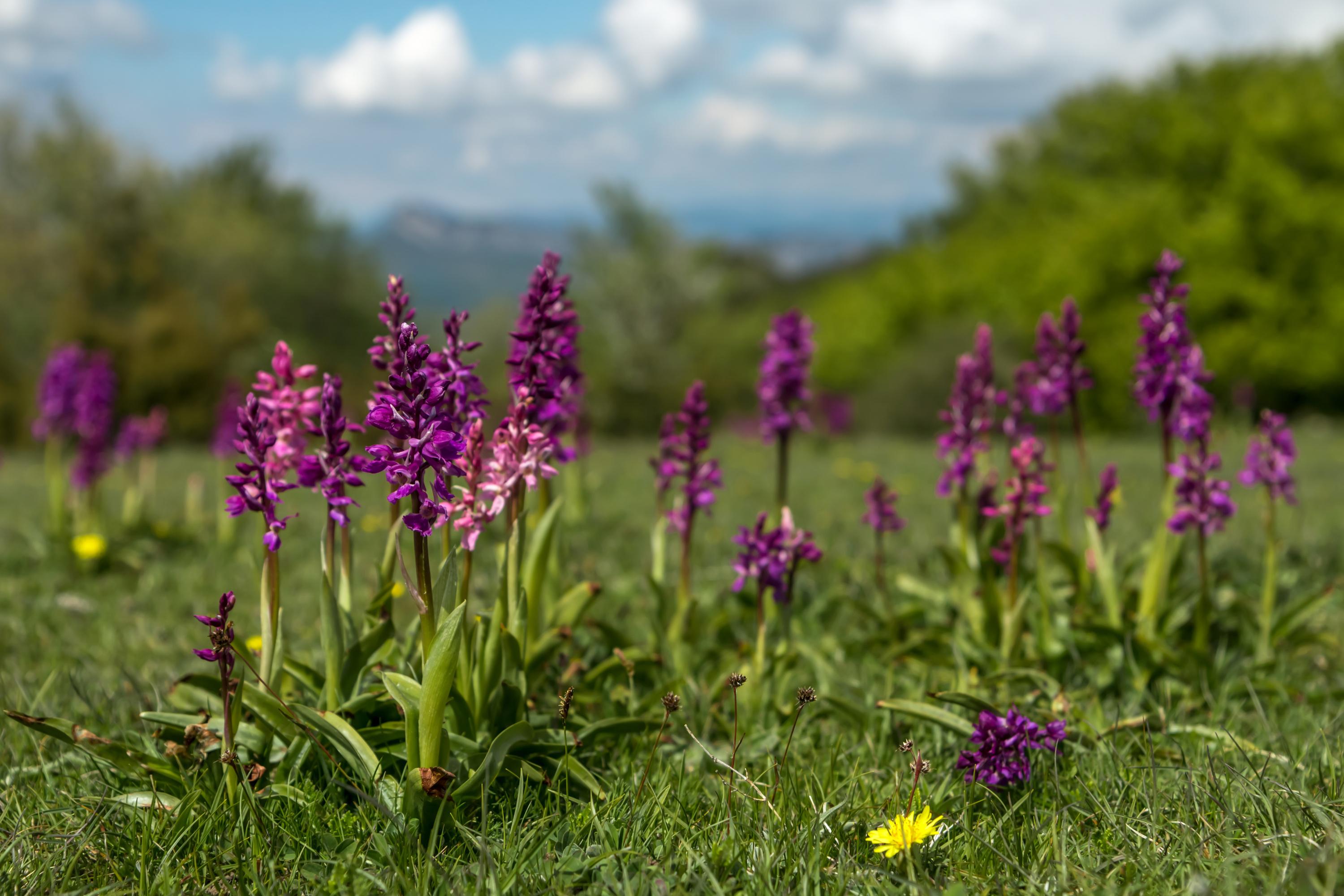 Peu de gens le savent, mais cette plante exotique pousse naturellement en France