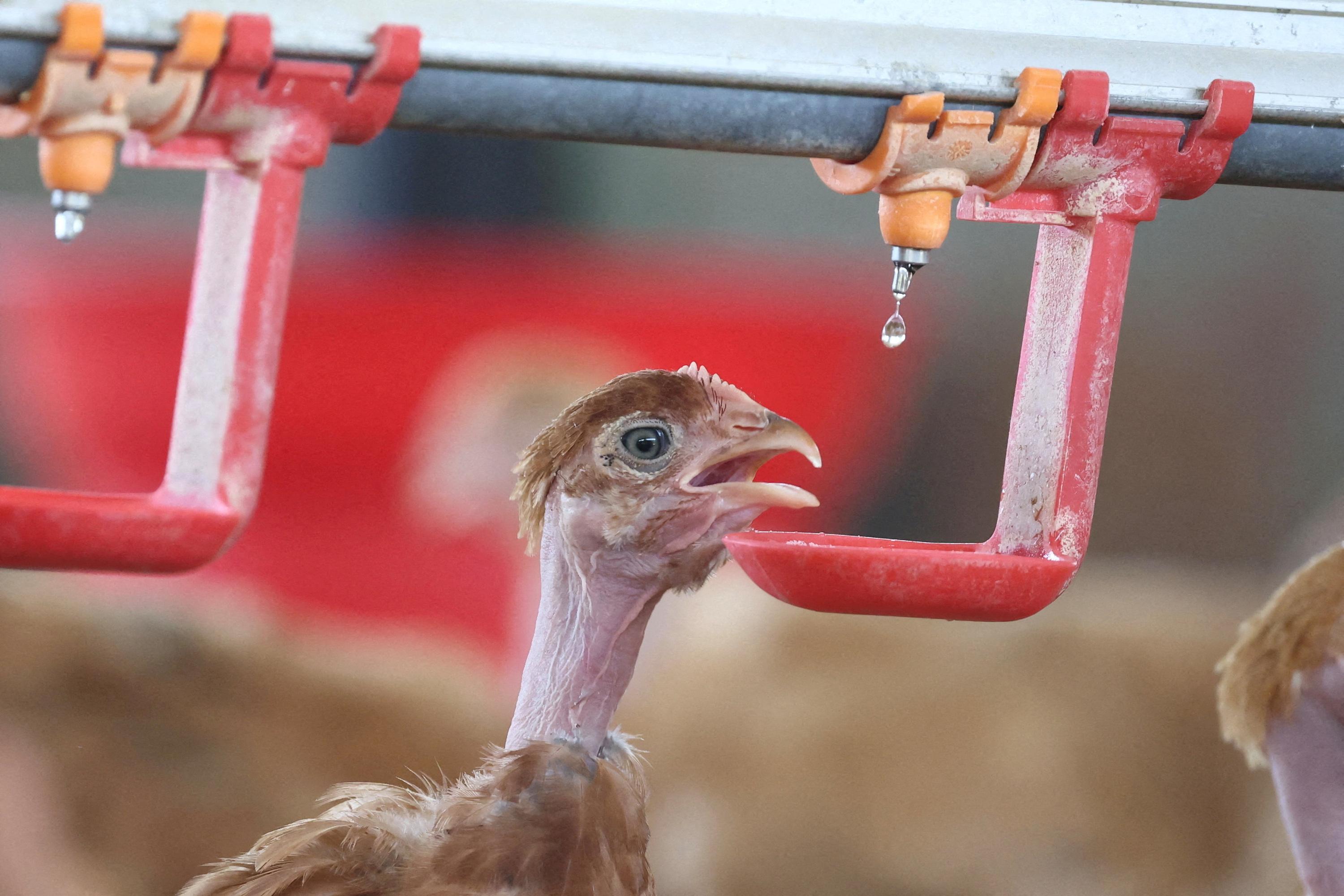 «On n’arrive pas à suivre» : comment la filière française du poulet tente de répondre au boom de la consommation