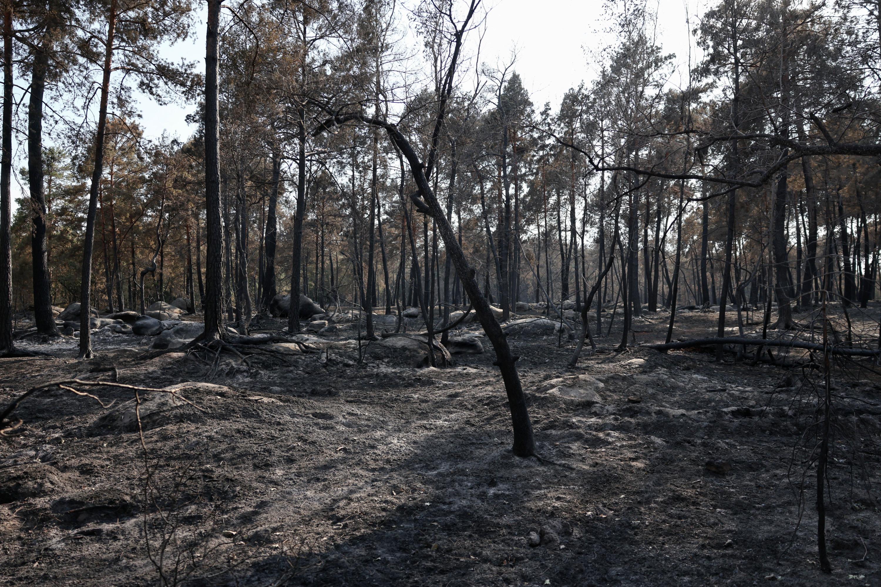 Incendie en forêt de Fontainebleau : un homme interpellé mardi soir est ressorti libre, faute «d’éléments probants»