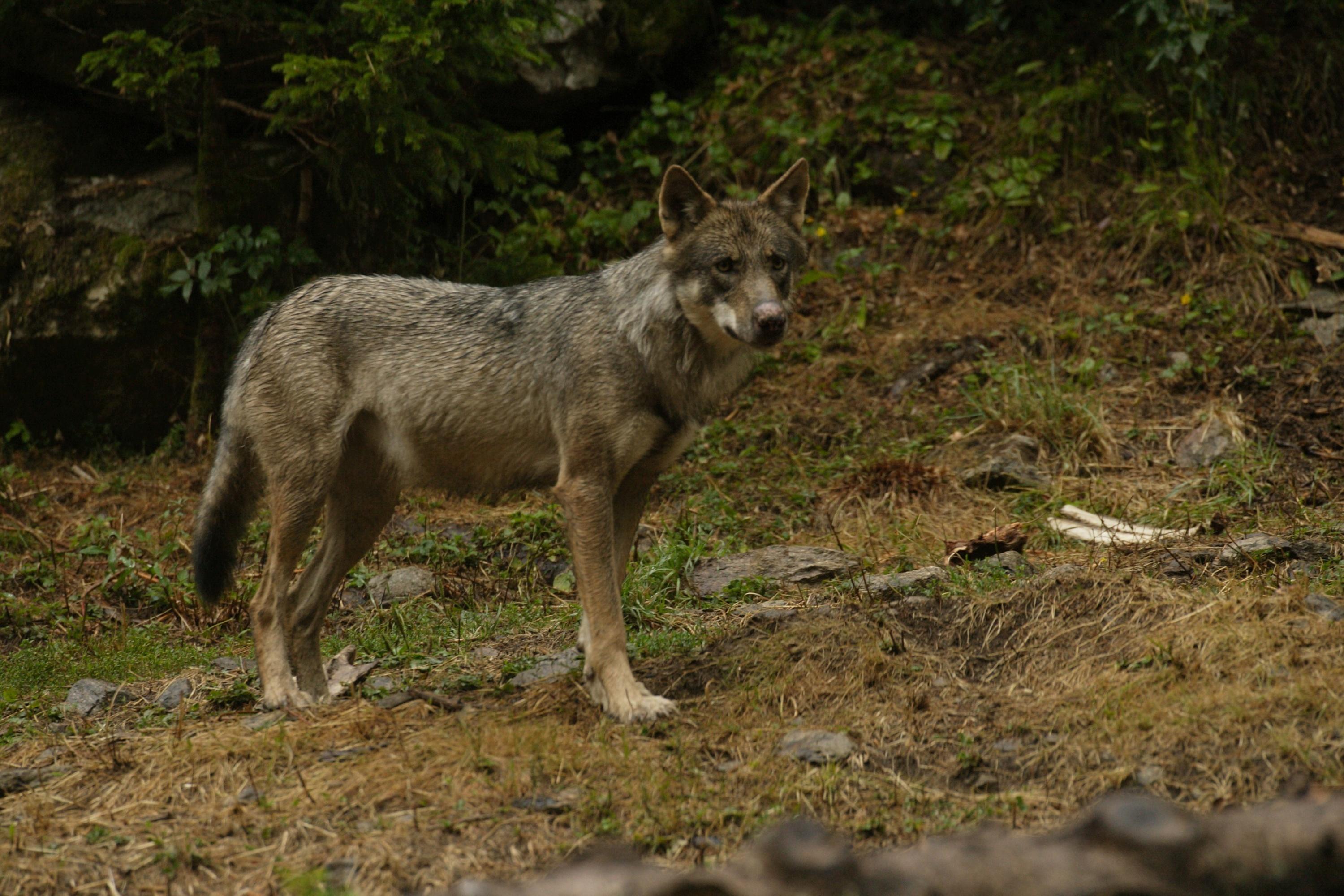 Dans le Rhône, une meute de loups désormais installée, les tirs de défense de troupeaux autorisés