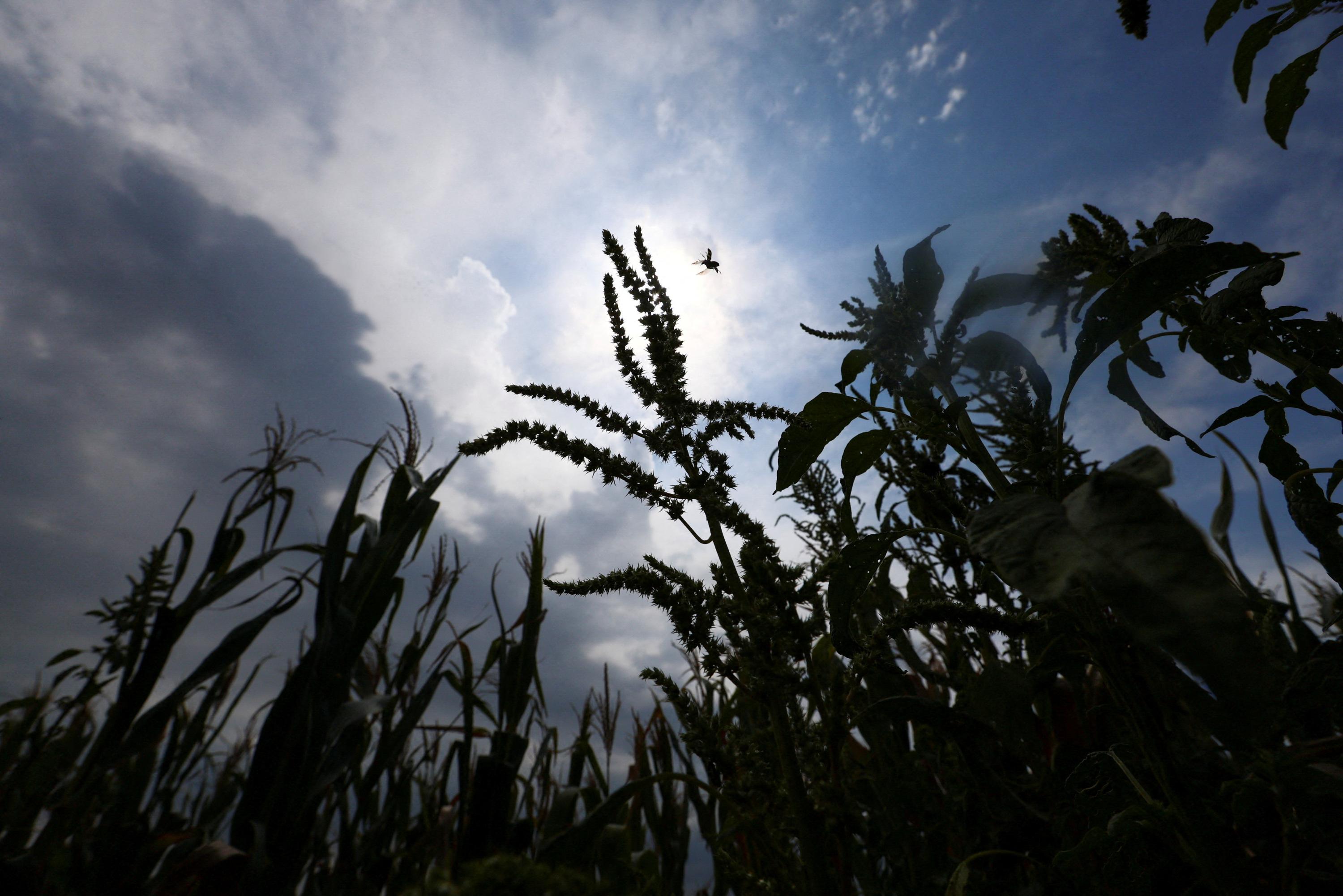 Agriculture : la sécheresse et les guerres font bondir les prix alimentaires, alerte la FAO
