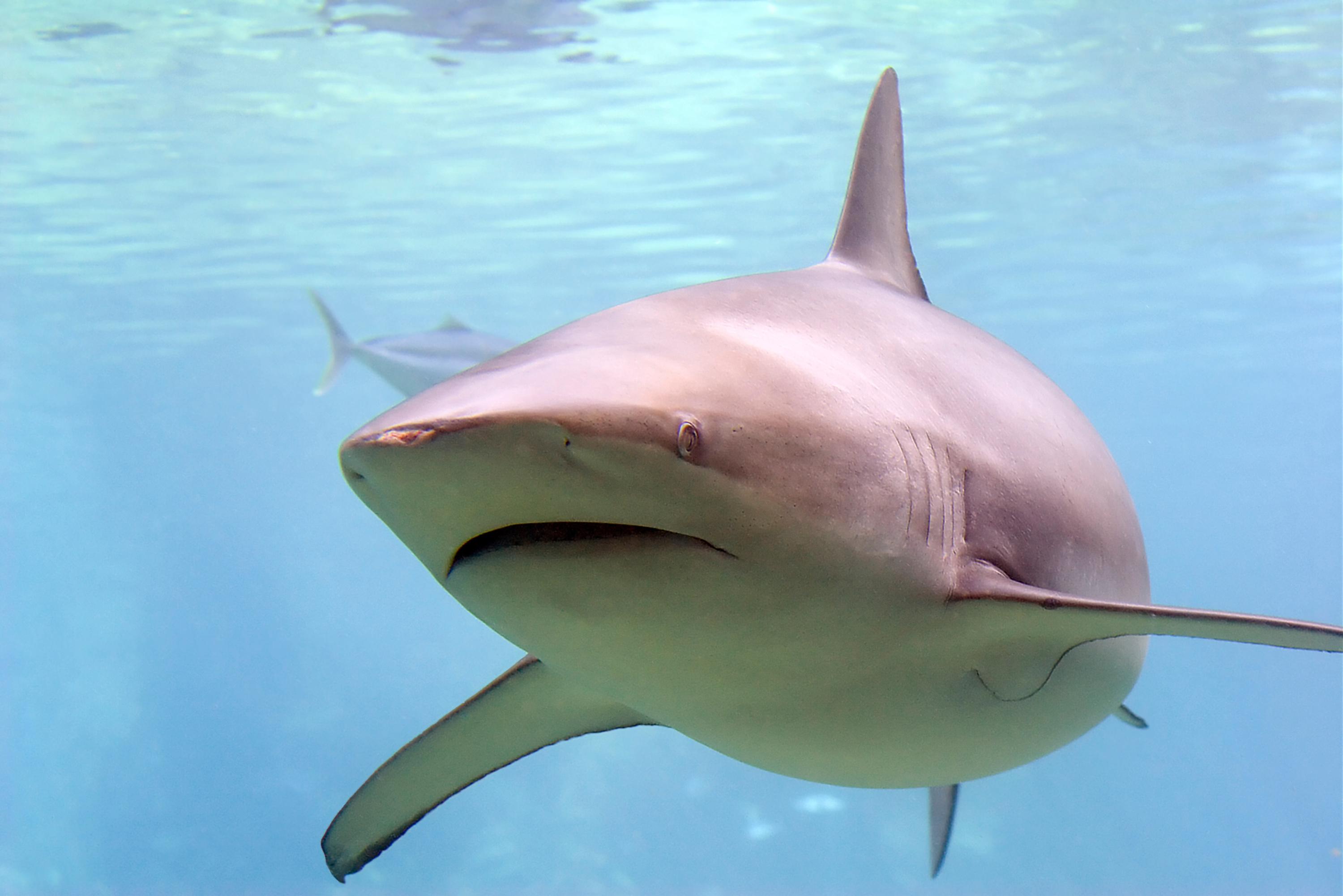 «C’était comme une scène des Dents de la mer» : l’homme attaqué par un requin lundi en Australie est décédé