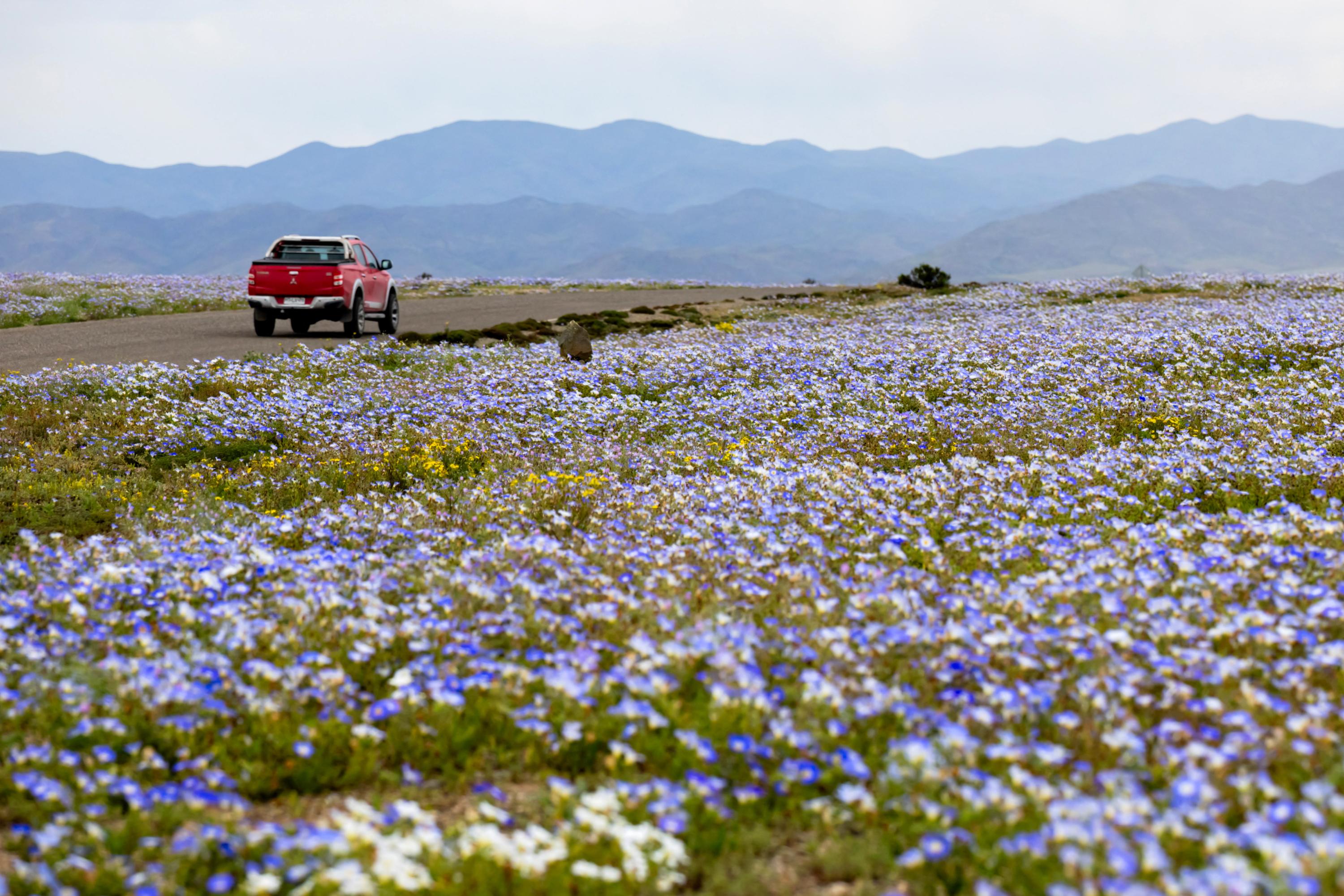 Un épisode de «désert fleuri» d’une intensité rare : à Atacama, les pluies d’El Niño provoquent une floraison exceptionnelle