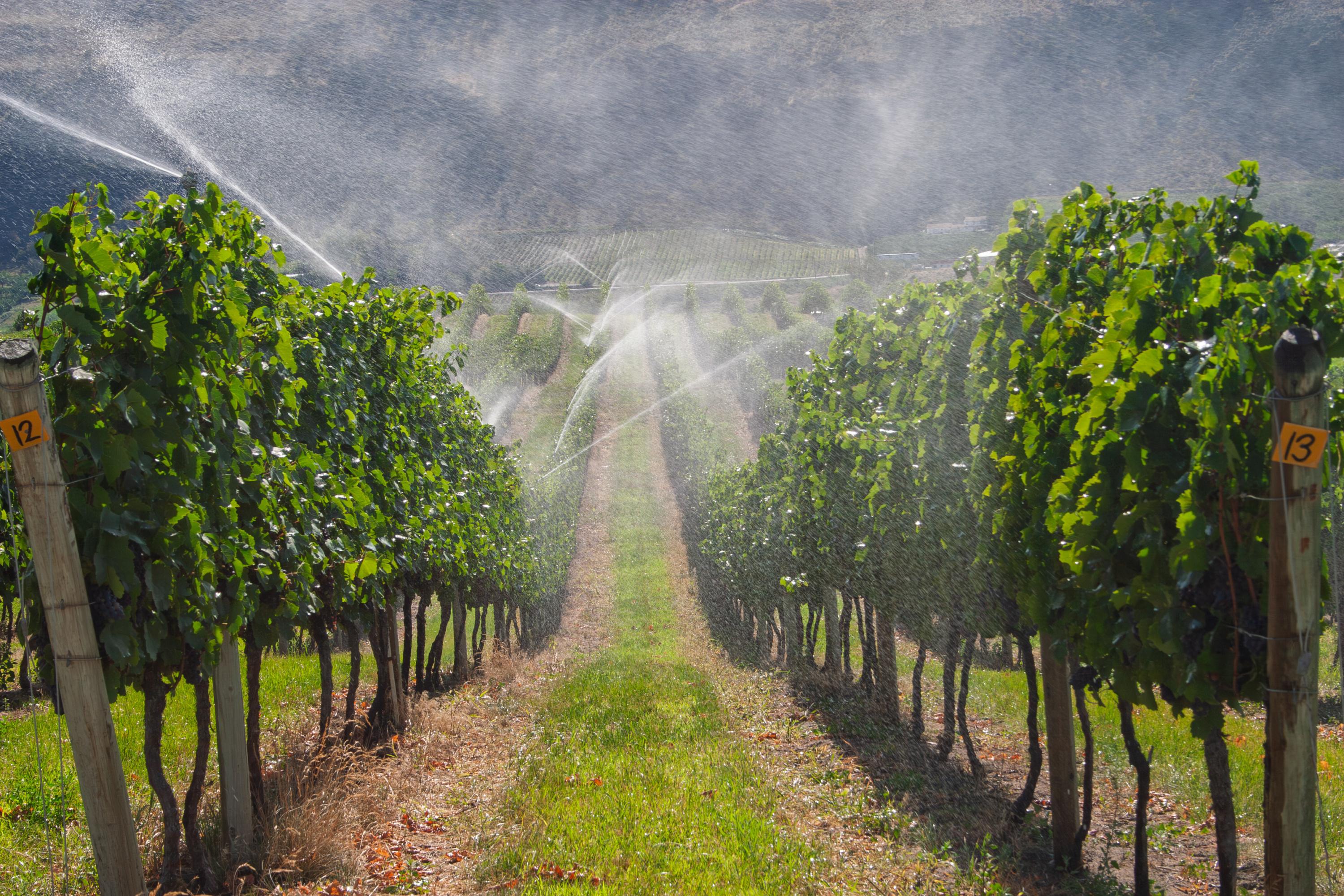 «On a frôlé les 45-50°C. C’est très compliqué pour les plantes» : l’irrigation des vignes, retour d’un sujet tabou à Bordeaux