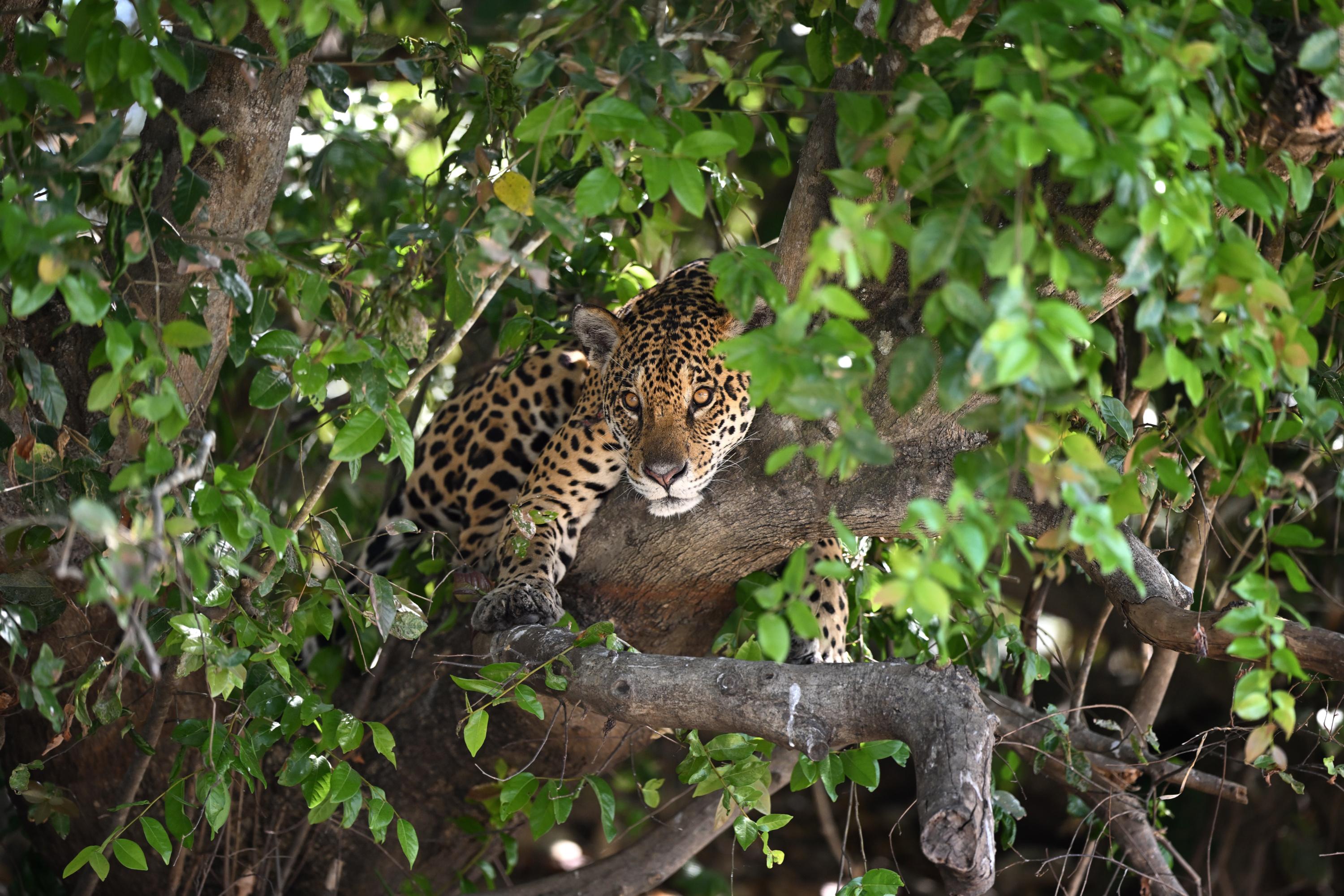 Jaguars en liberté, pas de tir et salle Jupiter : une étonnante plongée au cœur du Centre spatial guyanais