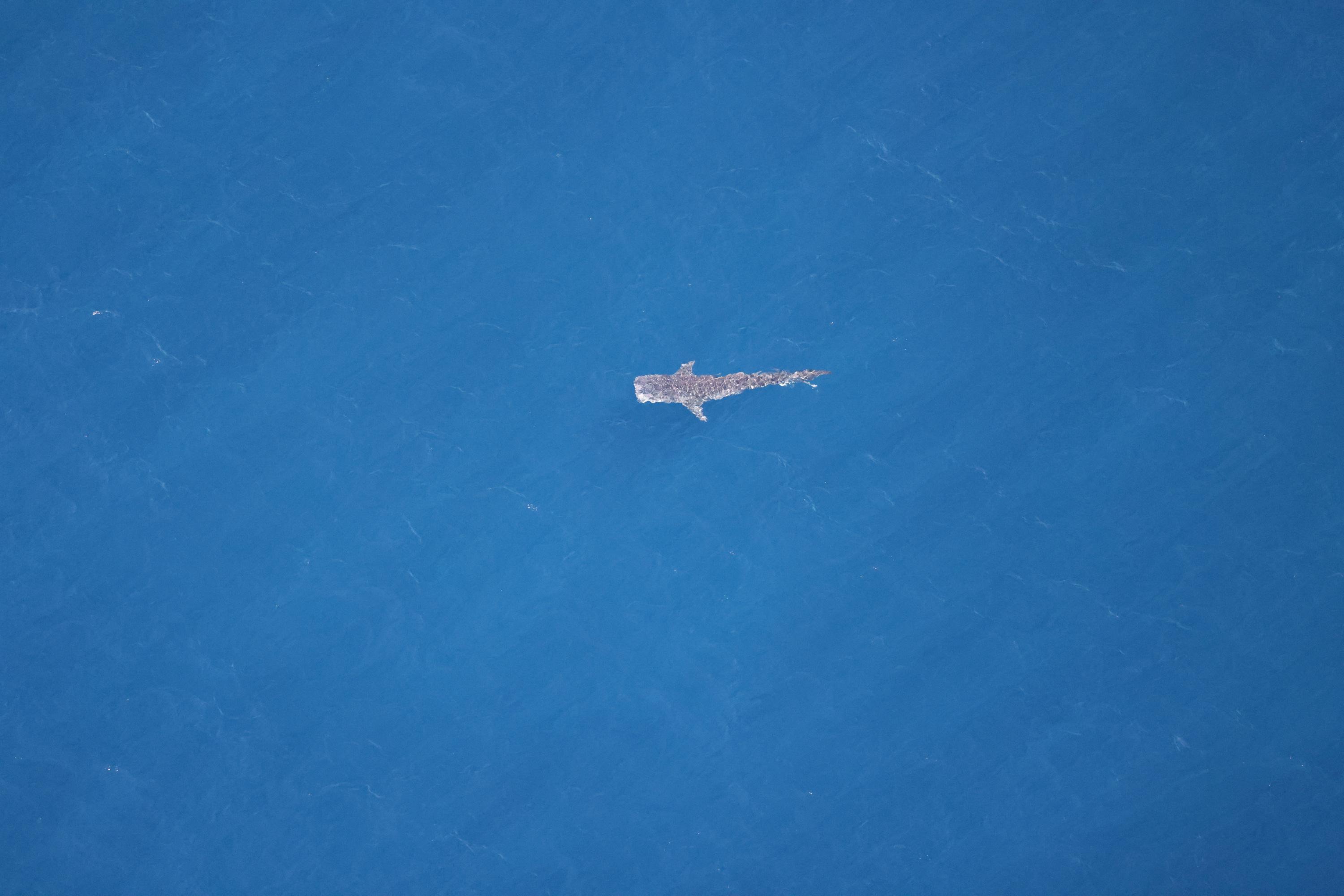 Afrique du Sud : une femme tuée par un requin