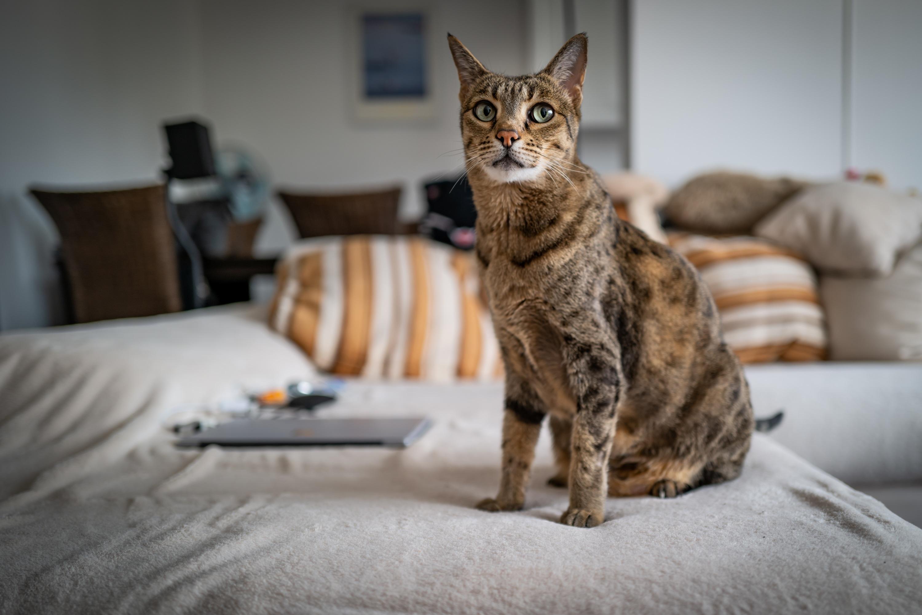5 Races De Grands Chats A Decouvrir 5 Races De Grands Chats A Decouvrir