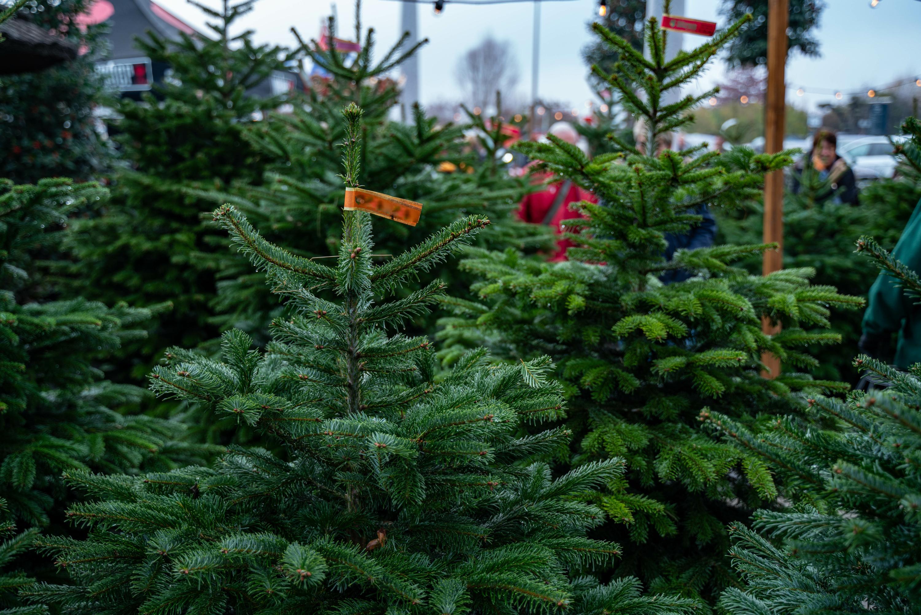 Noël : combien débourser dans un sapin de Noël pour faire une bonne affaire ?