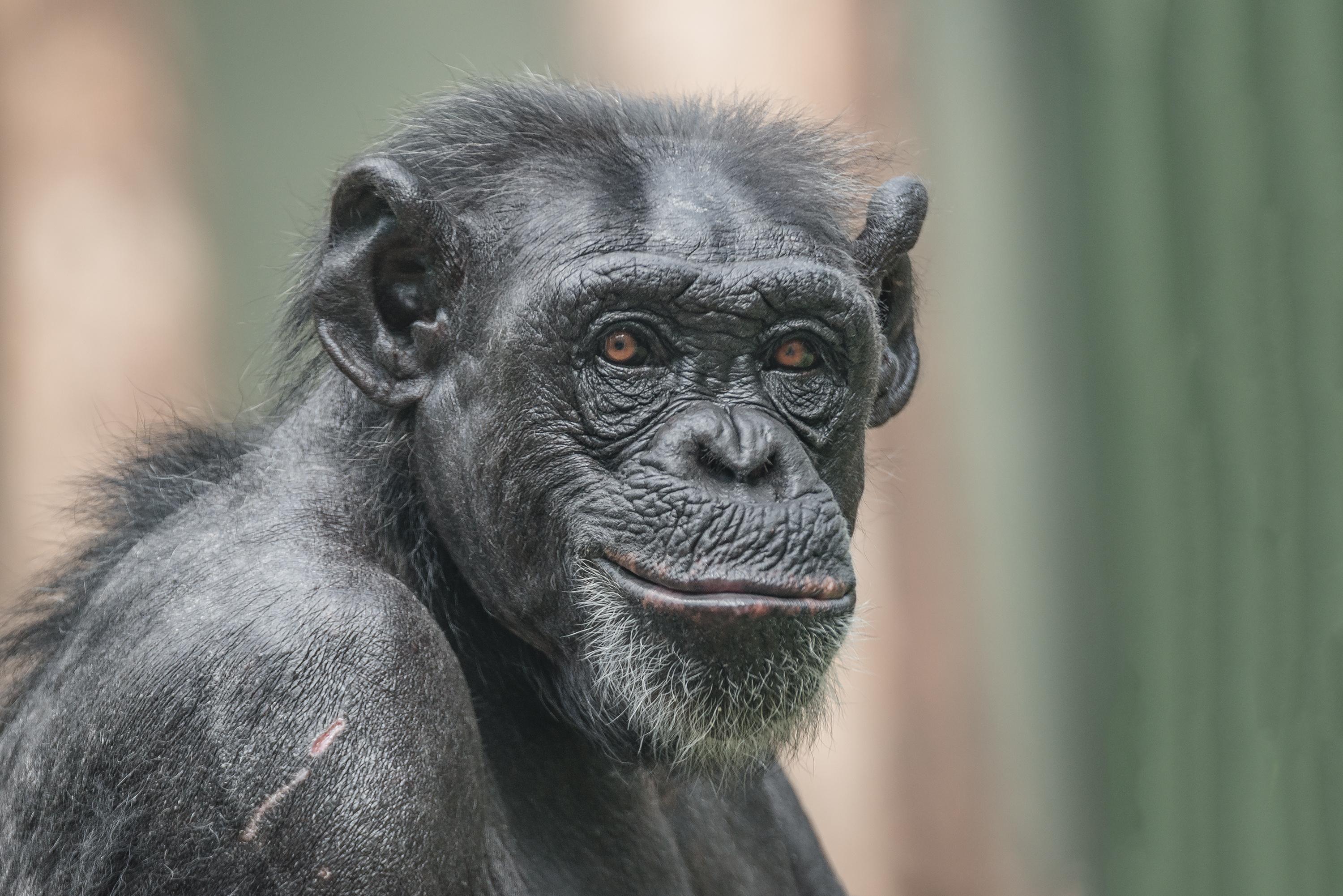 Pourquoi les singes ne sourient-ils jamais, même s’ils semblent en être capables ?