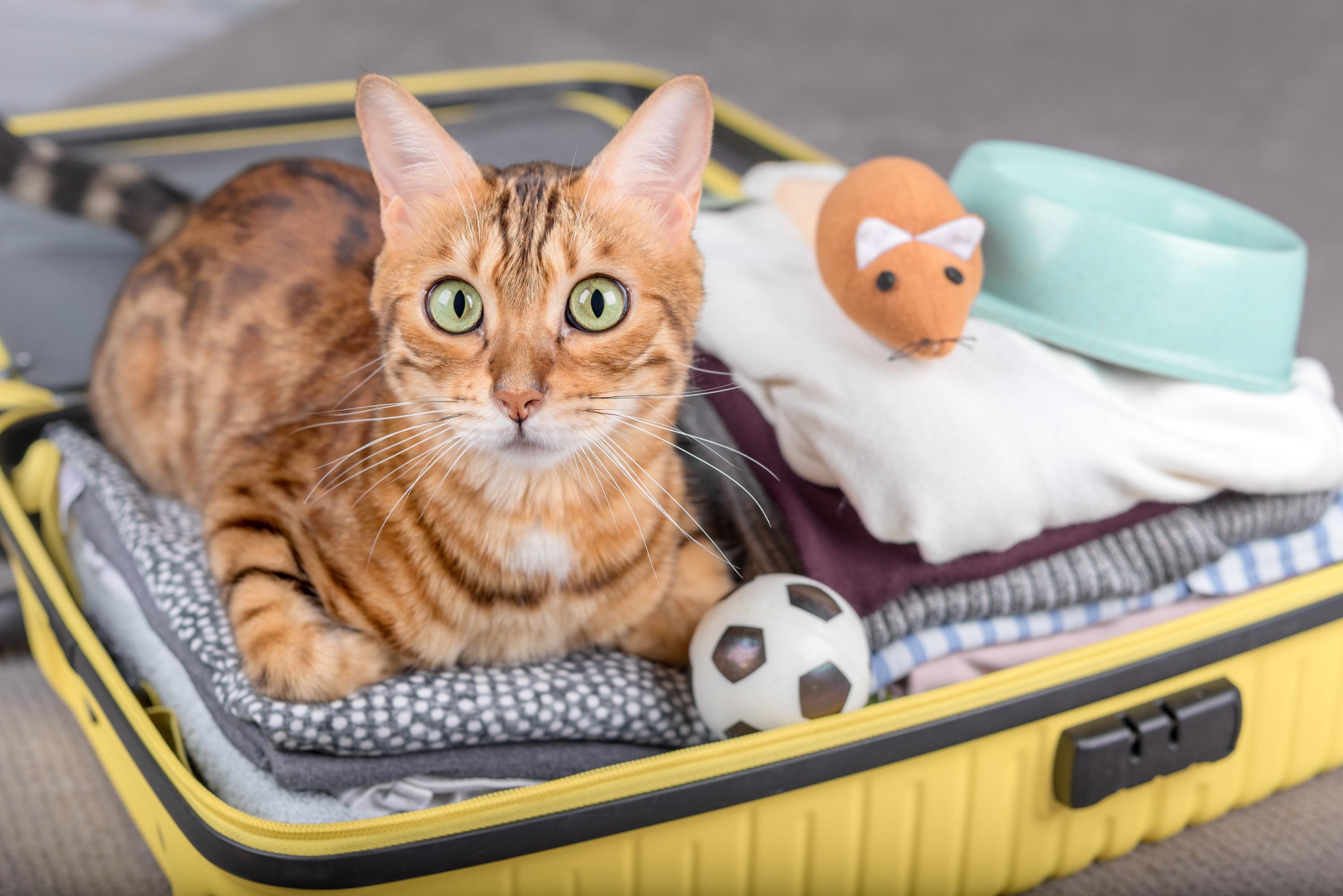 Pour un voyage en avion, il convient de vérifier que la compagnie accepte les chats en cabine.