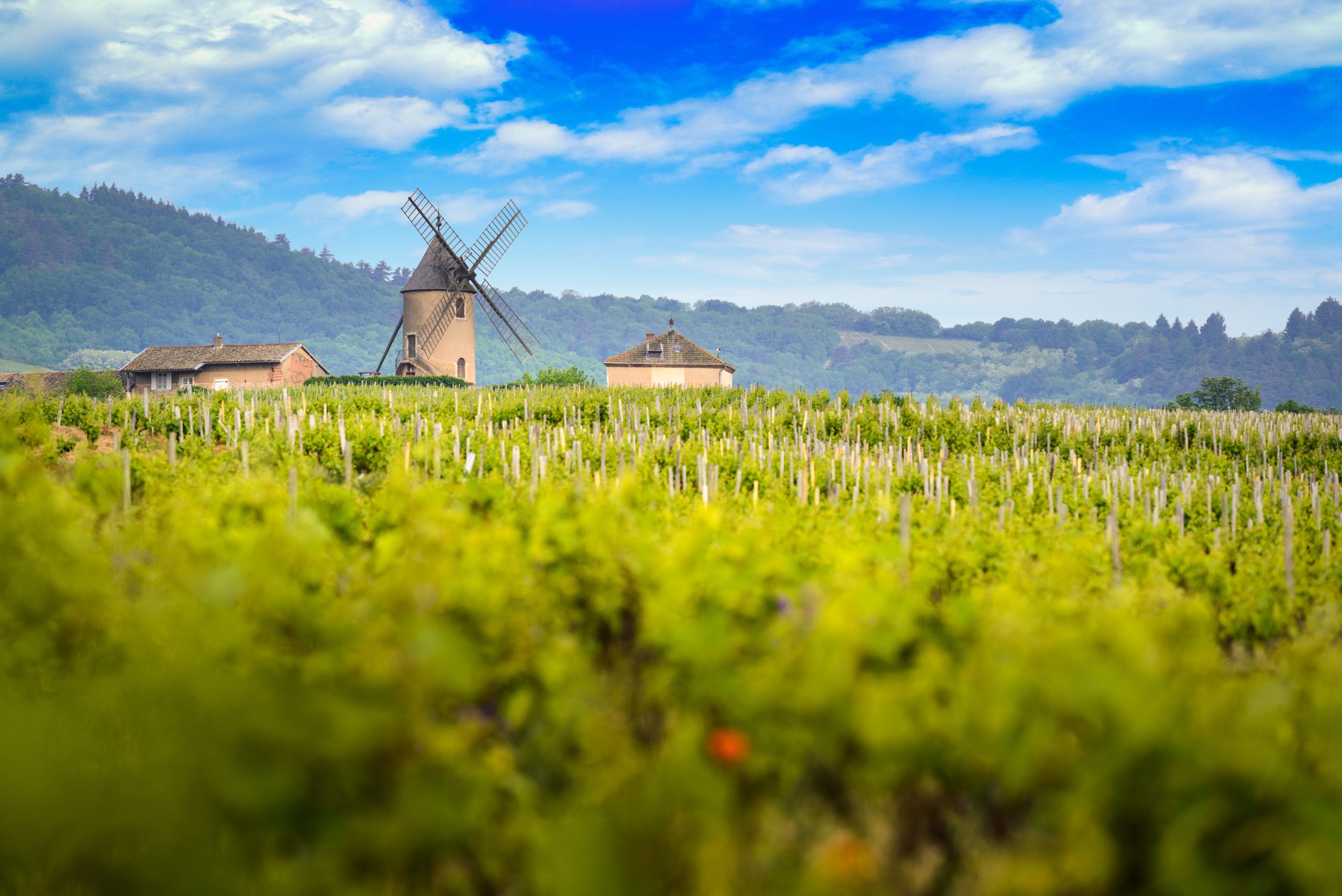 Beaujolais : un faussaire de cru condamné pour avoir mélangé plusieurs vins vendus comme du Moulin-à-Vent