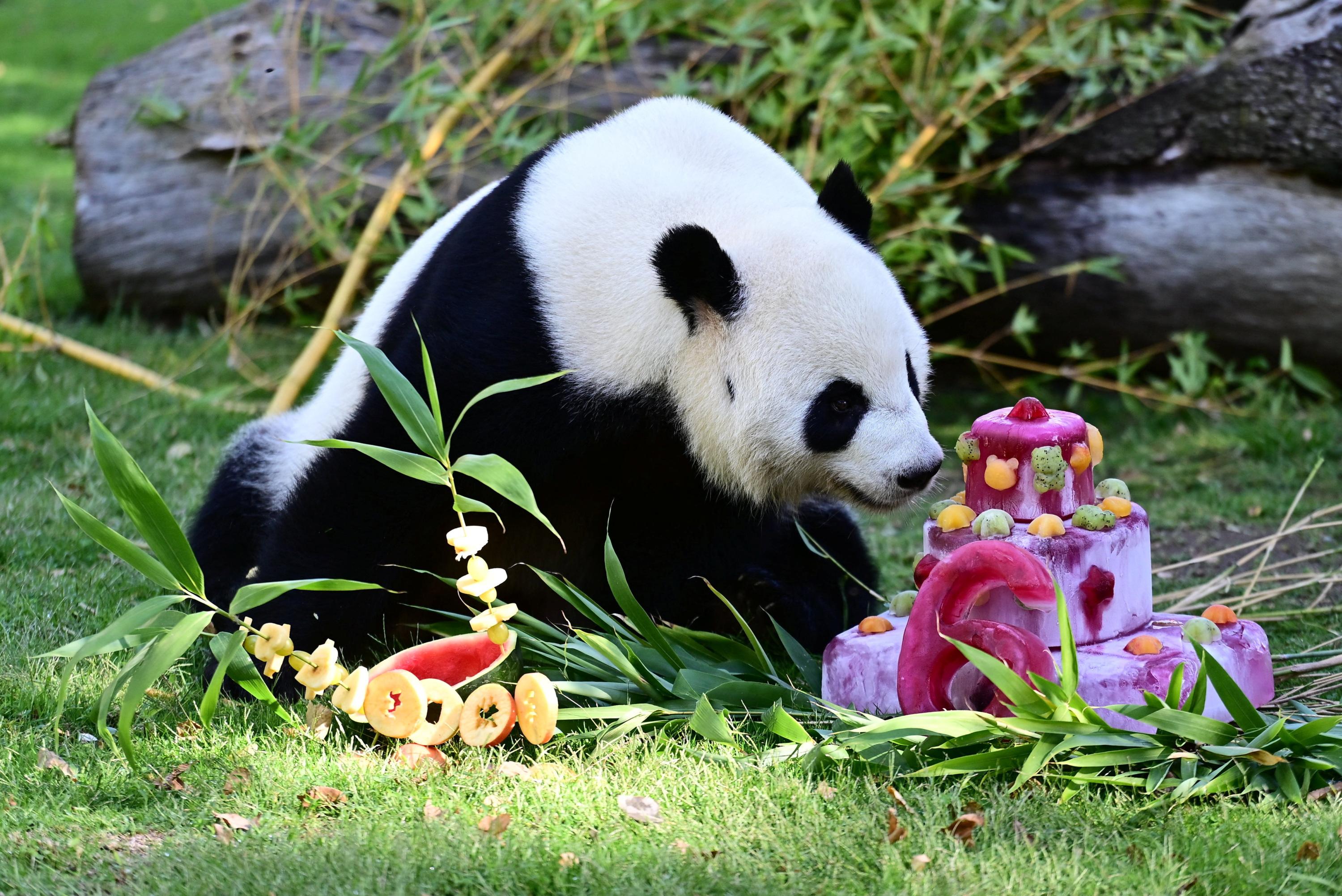 La Chine envoie deux pandas géants aux États-Unis