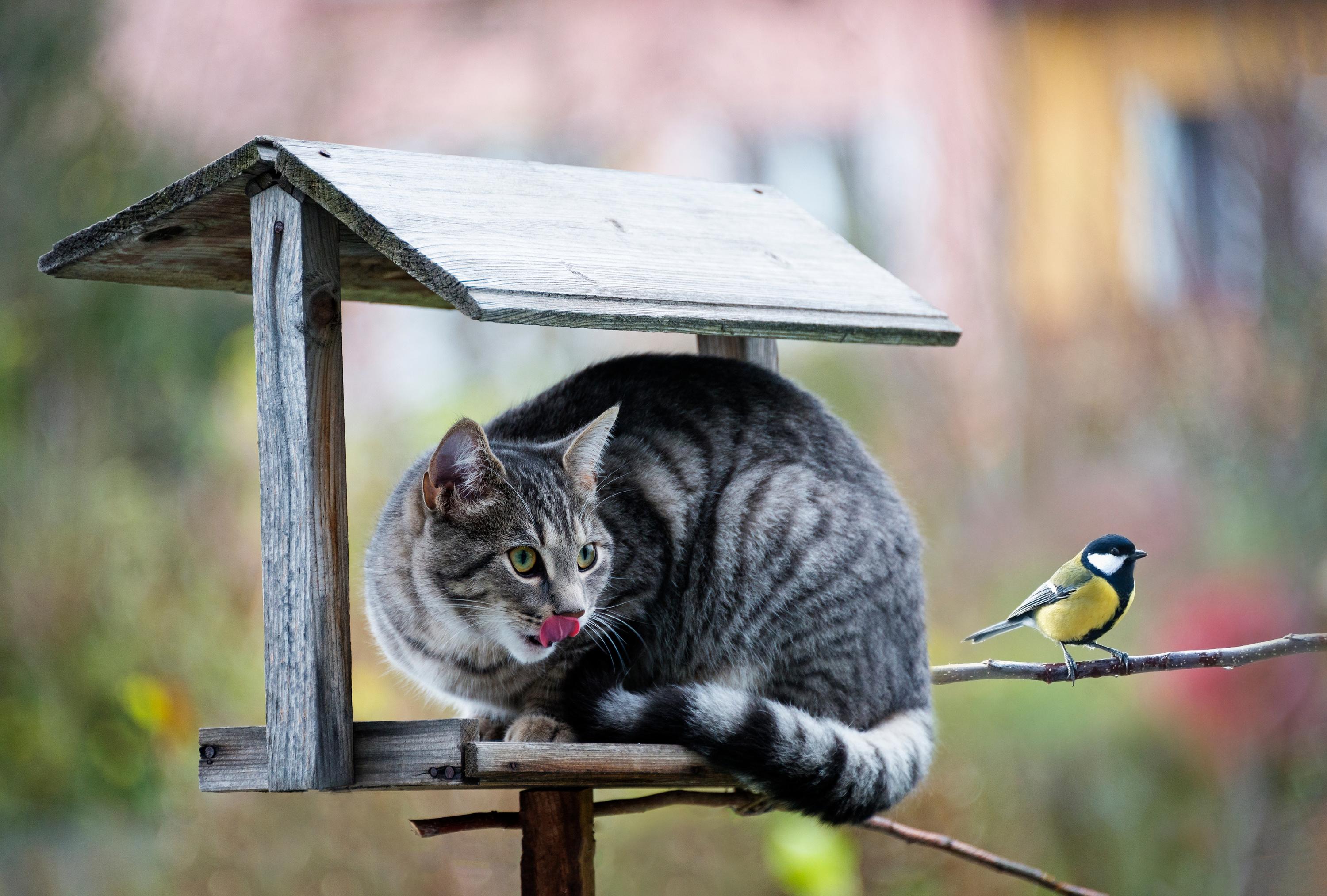 Mon Chat Tue Les Oiseaux Du Jardin Que Faire