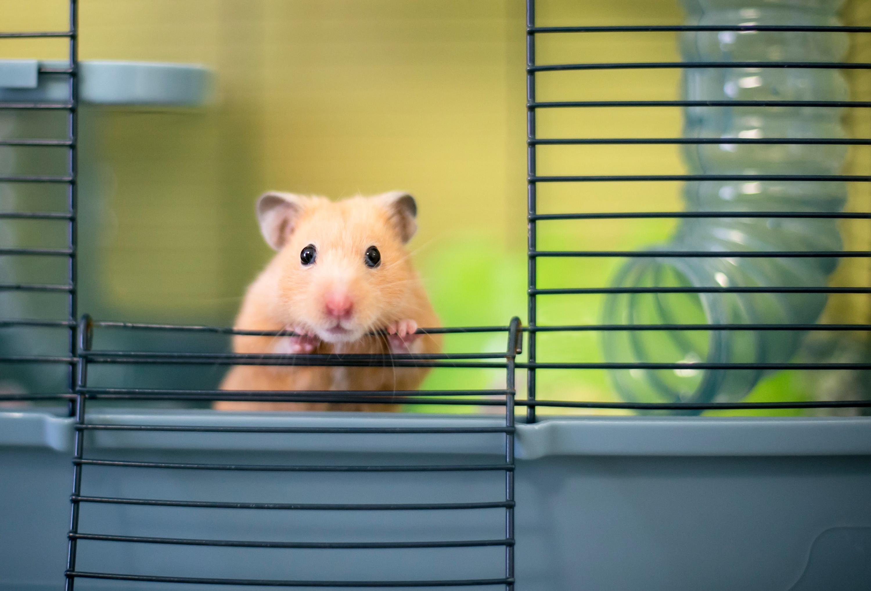 Portugal : un avion cloué au sol pendant cinq jours après l’évasion de 132 hamsters