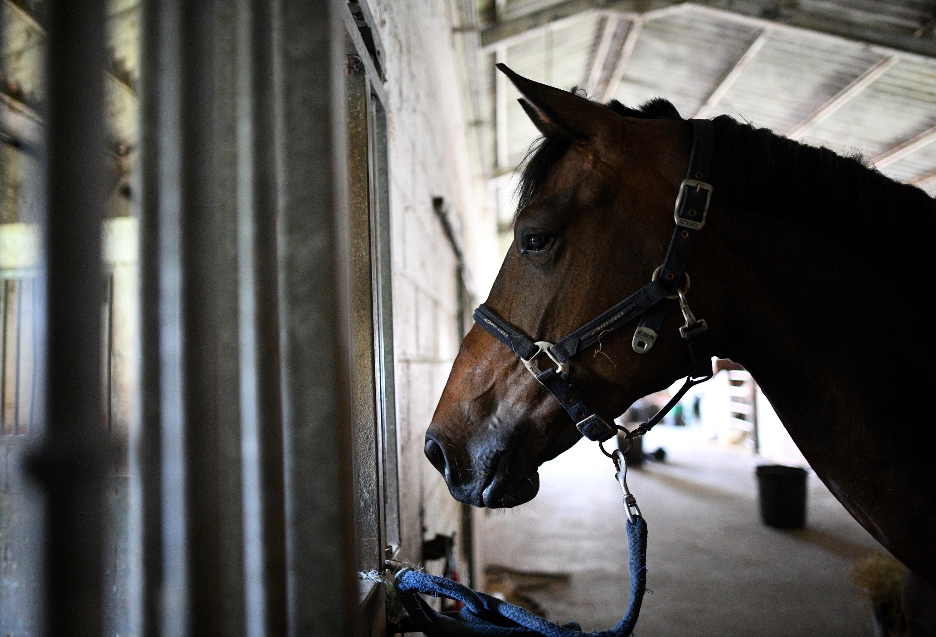 L Inquietante Multiplication De Mysterieux Actes De Barbarie Envers Les Chevaux