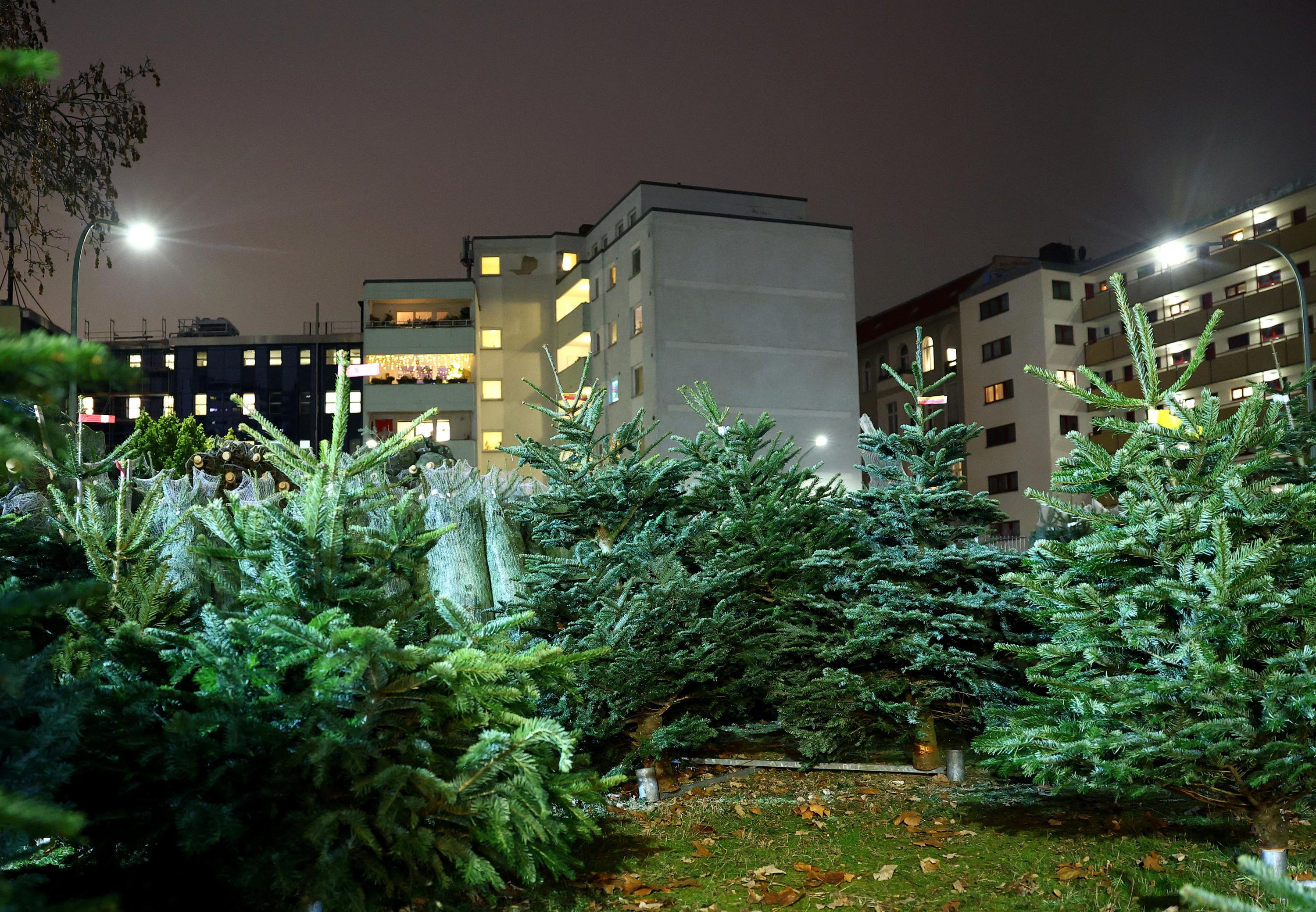 Manger son sapin de Noël ? Les autorités belges recadrent la ville de Gand