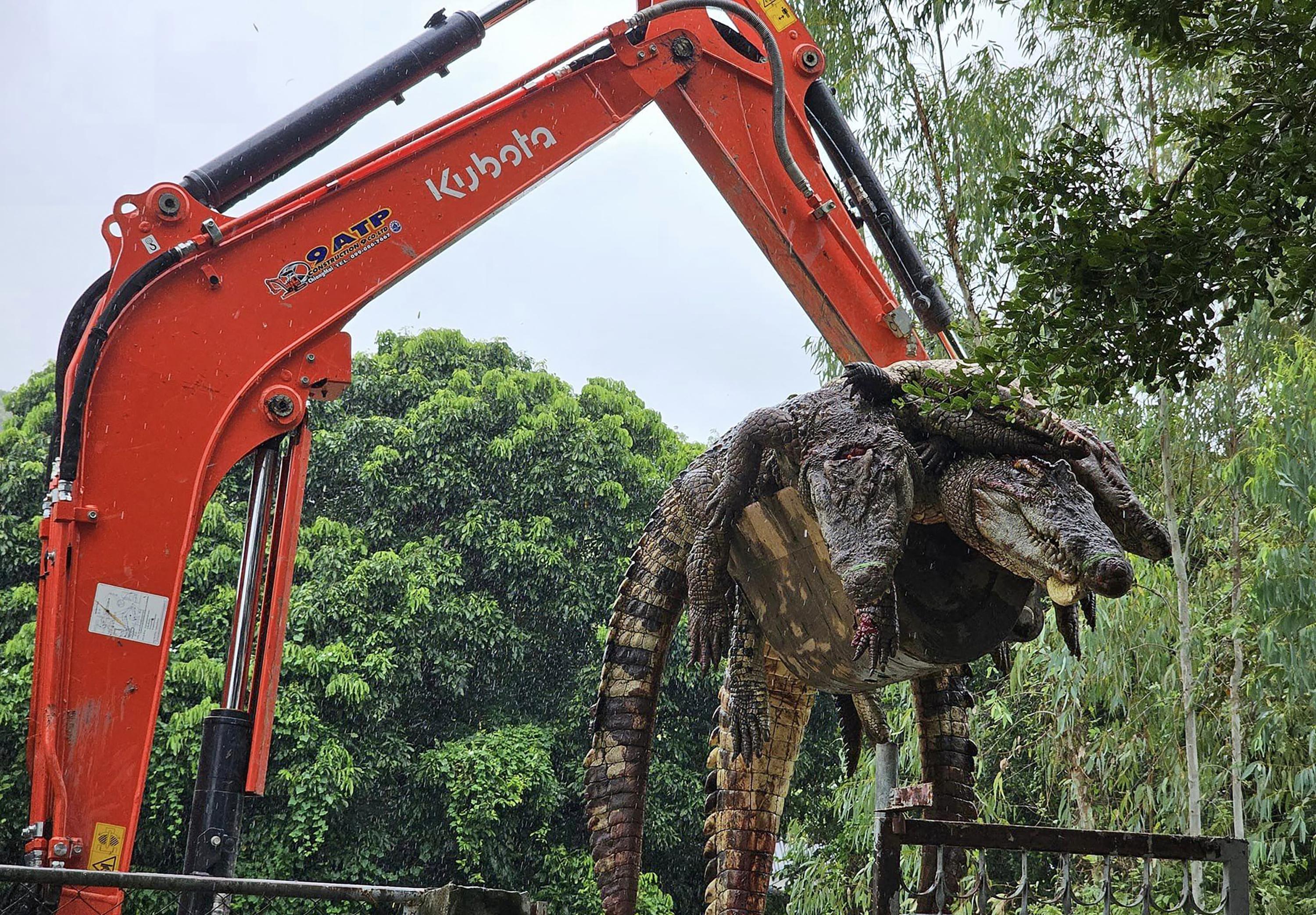 Inondations en Thaïlande : 125 crocodiles abattus pour éviter leur évasion