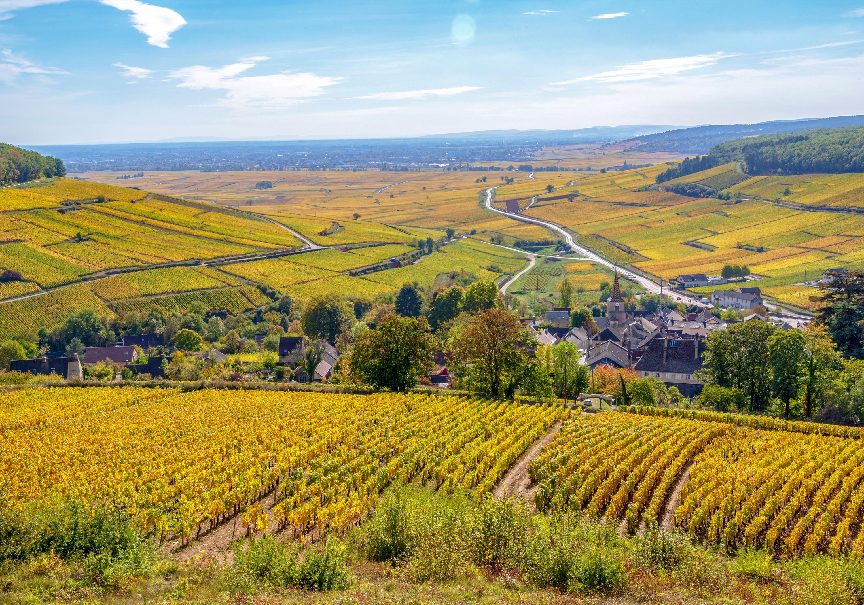 Vivre La Vigne A L Automne Destination La Bourgogne
