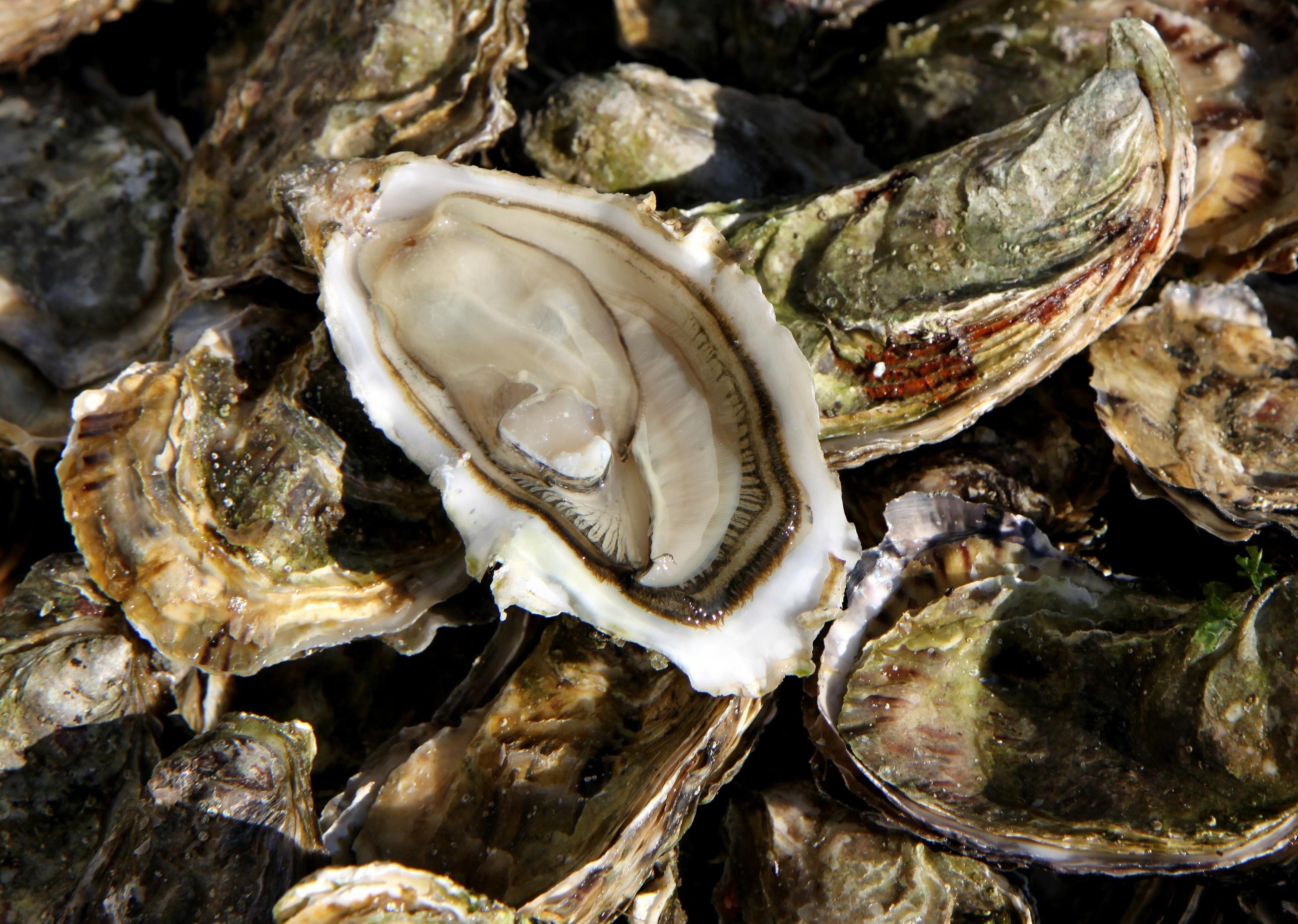 Bijoux, pavés perméables ou toitures végétalisées : en Vendée, la jeune pousse Alegina recycle les coquilles d'huîtres