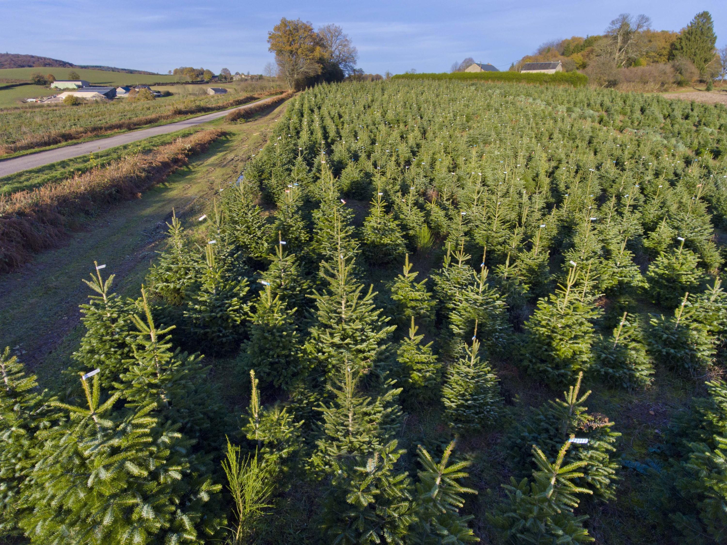 «On s’est imposé beaucoup de contraintes pour rassurer les clients» : les sapins de Noël du Morvan auront bientôt leur propre IGP