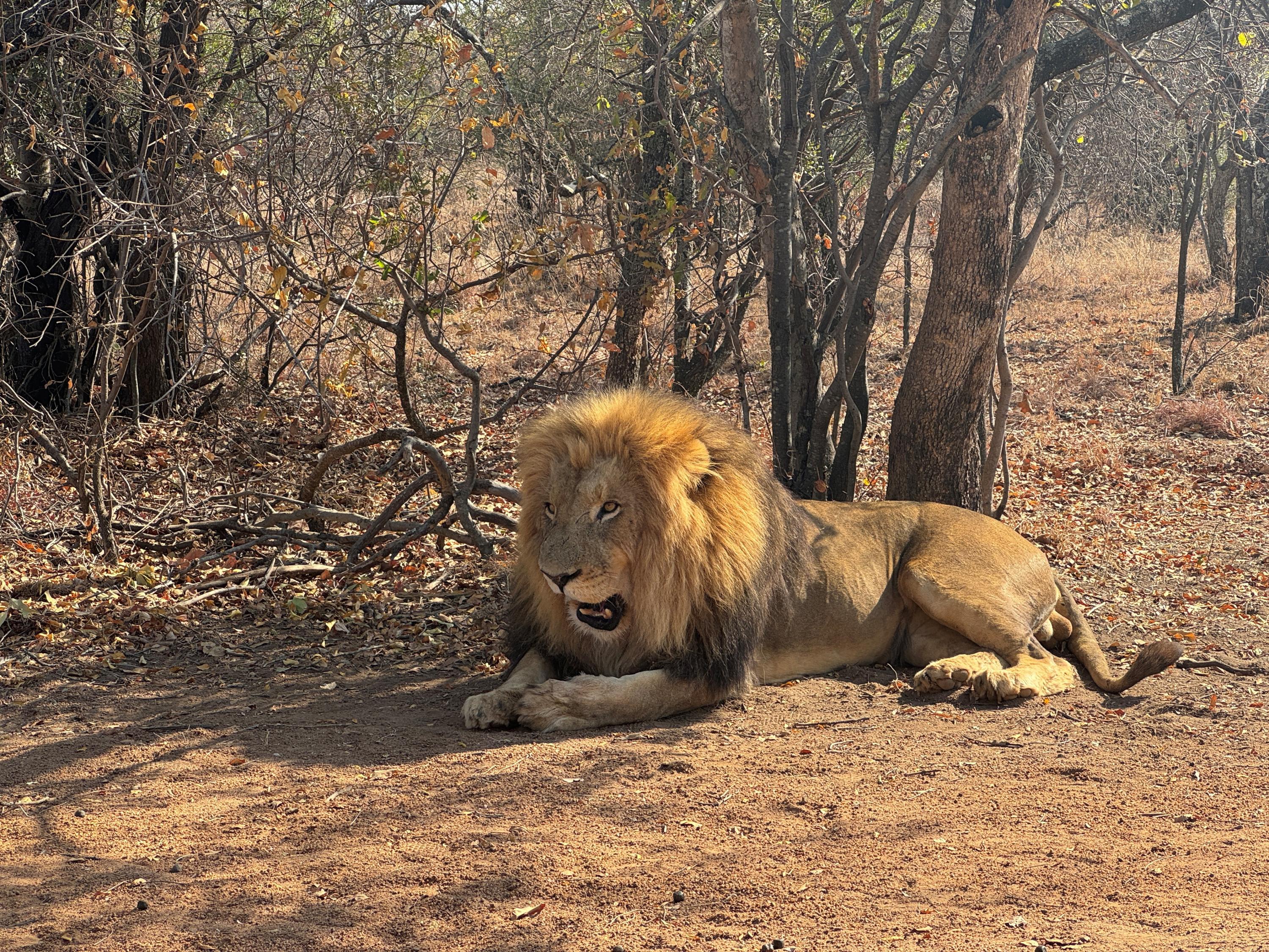 En Afrique du Sud, l'avenir incertain des éleveurs de lion