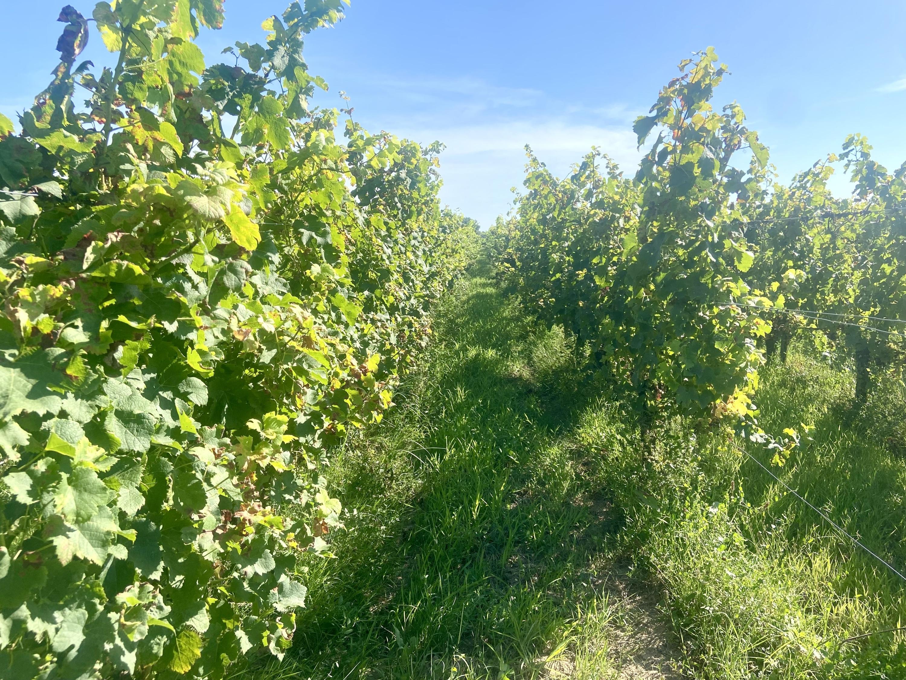 En Gironde, les élus exigent davantage de vins de Bordeaux sur les cartes des restaurants