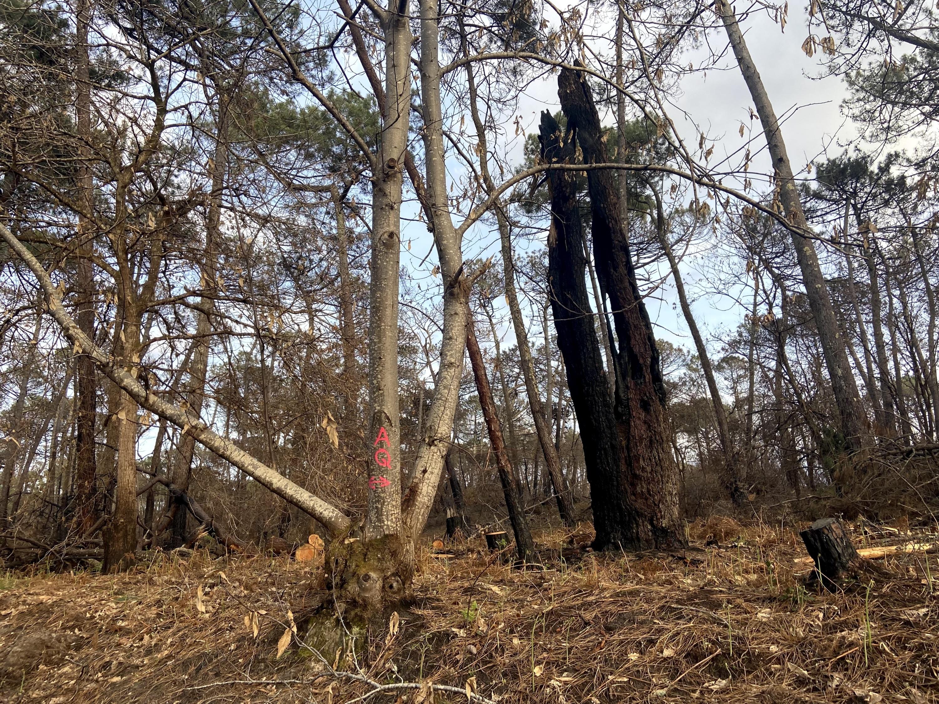 En Gironde, la vente des arbres incendiés estimée à 8 millions d'euros