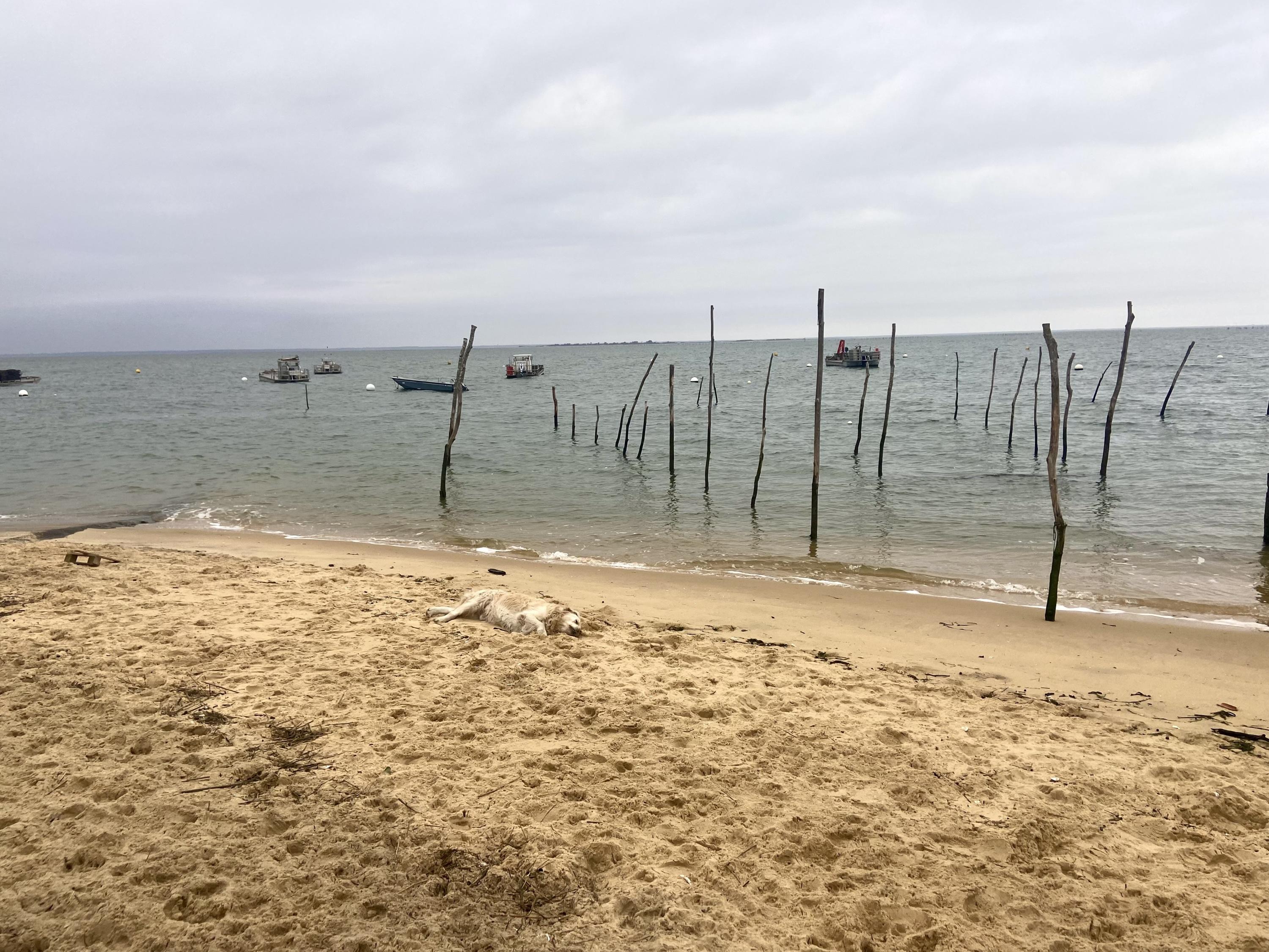 Bassin d’Arcachon : 12 maires expriment leur «colère» face à la polémique des eaux usées