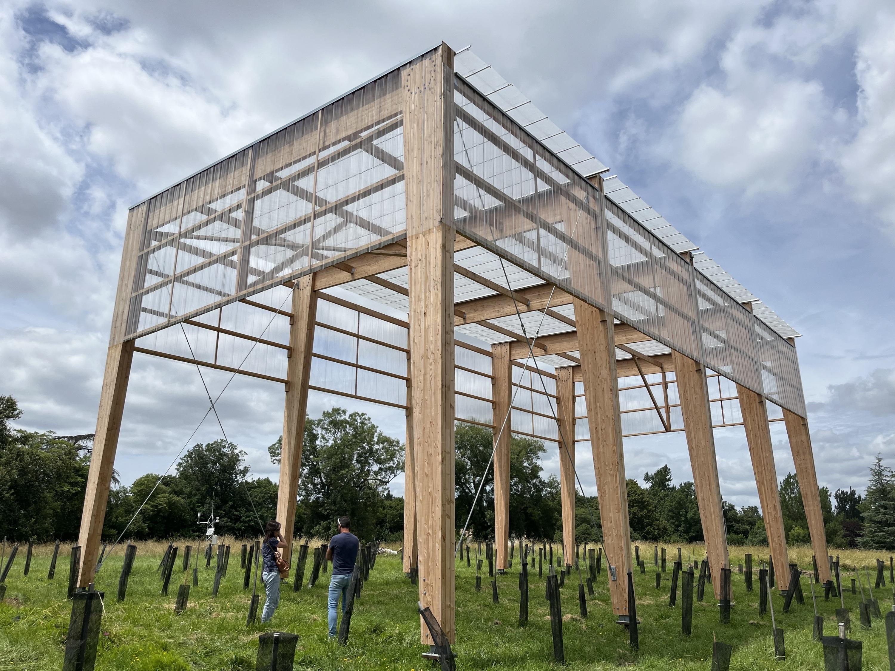 Une forêt sans pluie expérimentée près de Bordeaux pour mesurer l’adaptation des arbres au changement climatique