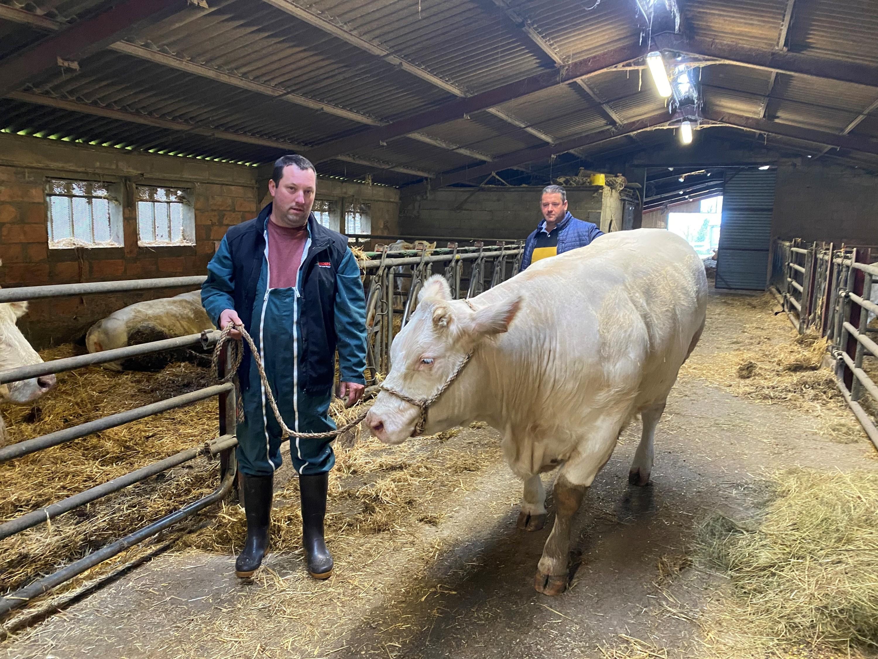 «J’espère qu’elle se tiendra tranquille»: dans les pas de Trinité, une génisse charolaise en route pour le Salon de l’agriculture