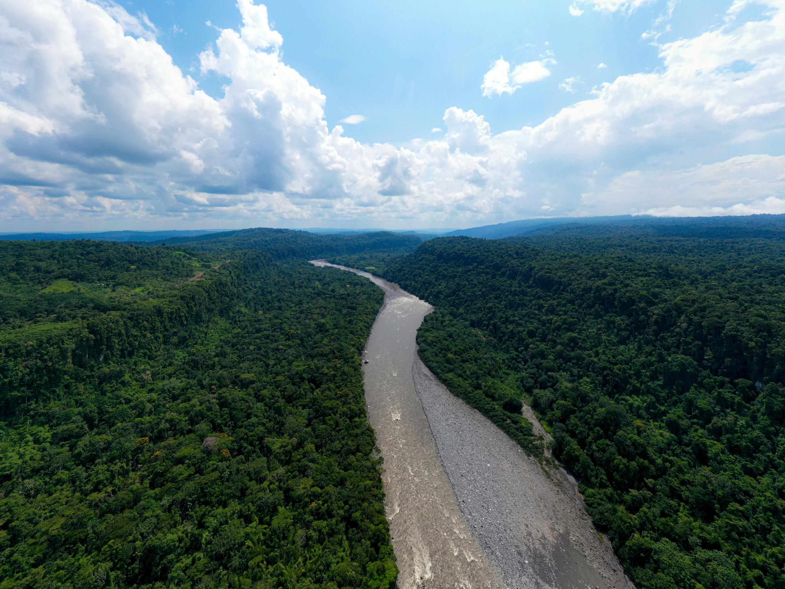 La destruction des forêts tropicales à un niveau record