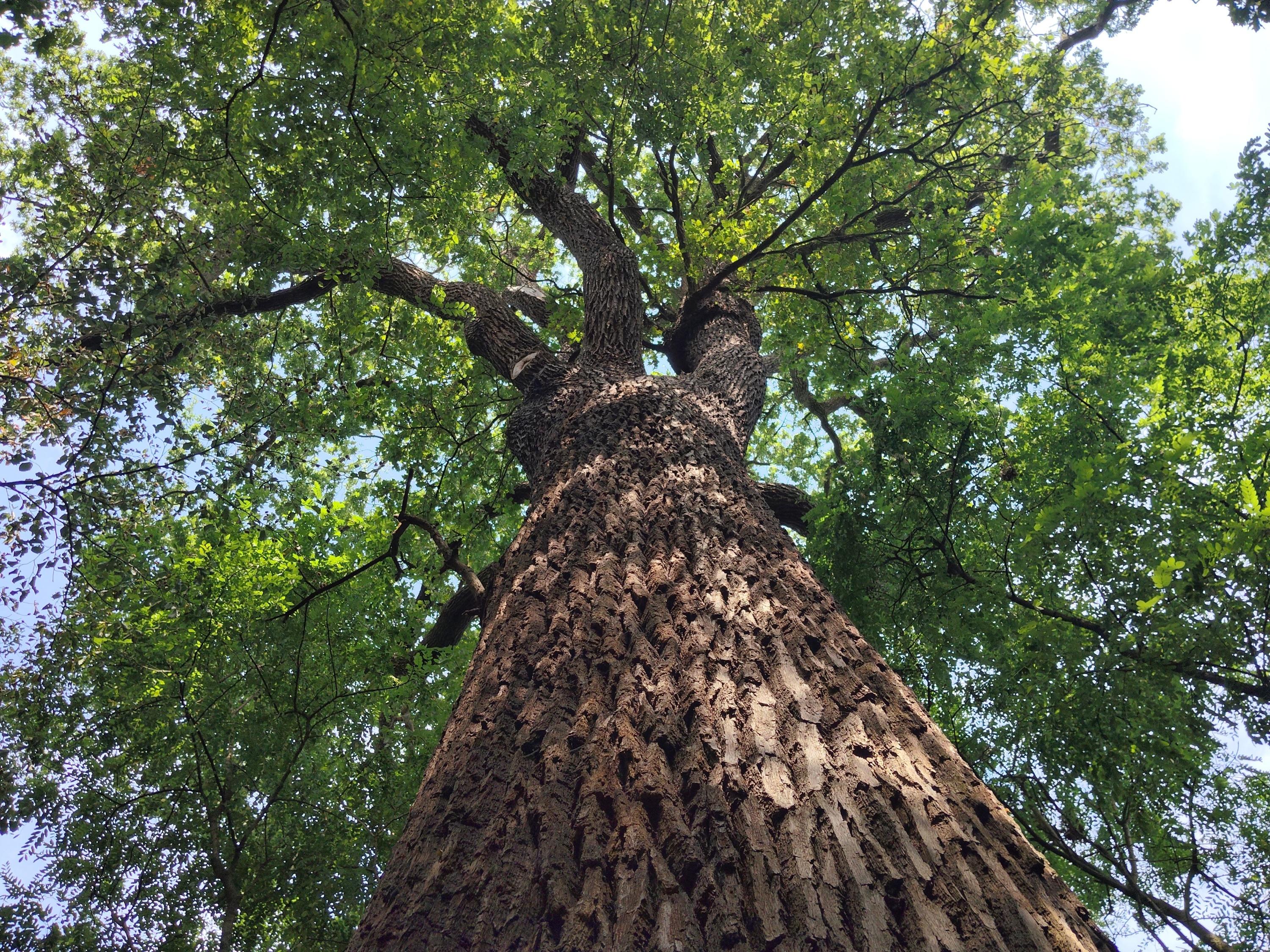 «Si on pouvait éviter de détruire la forêt, ça serait mieux» : dans le Bois de Vincennes, la ligne 1 menace des chênes centenaires