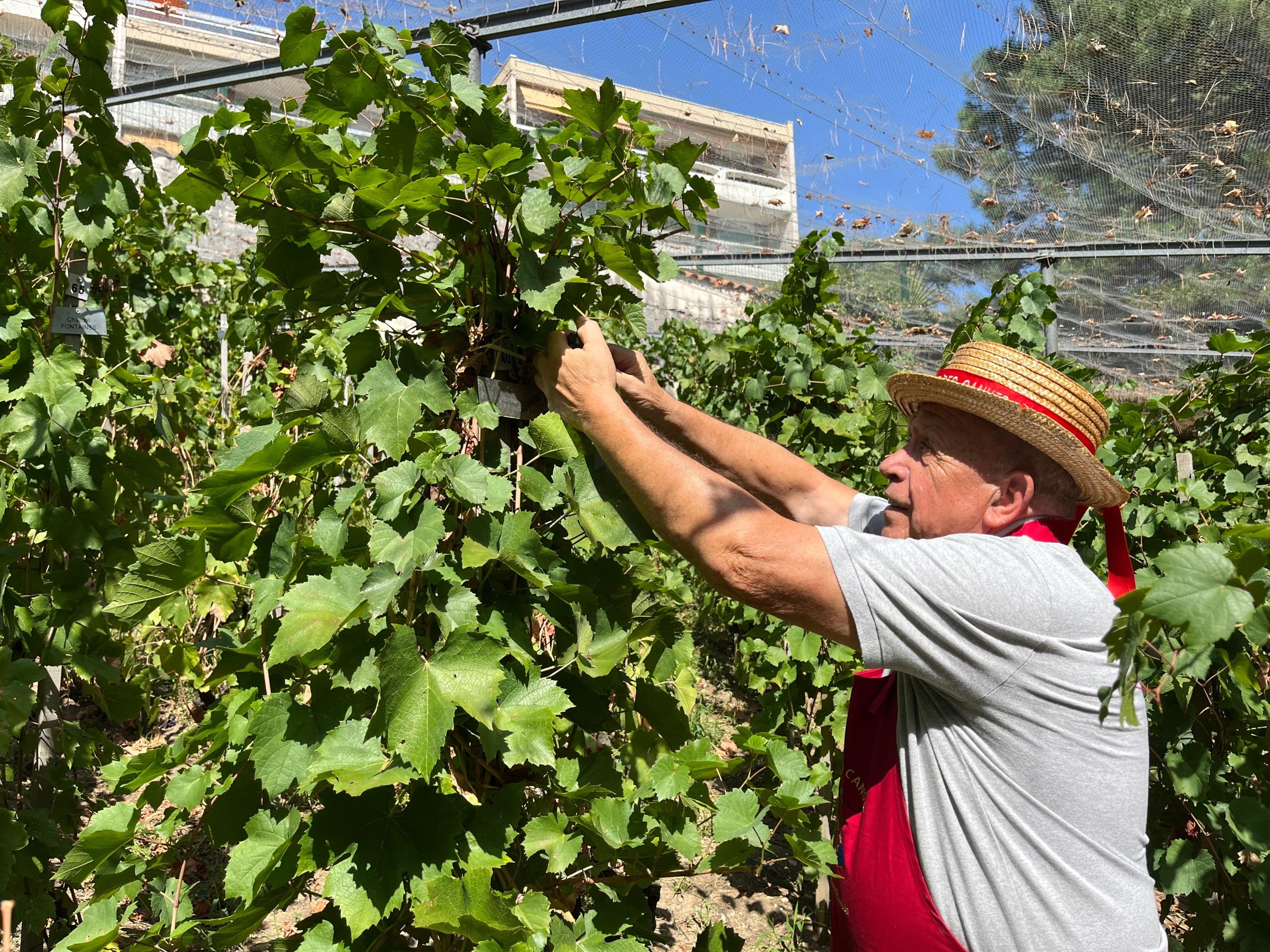 «C’est une très bonne année» : dans le centre de Lyon, une parcelle de vigne vendangée par une association