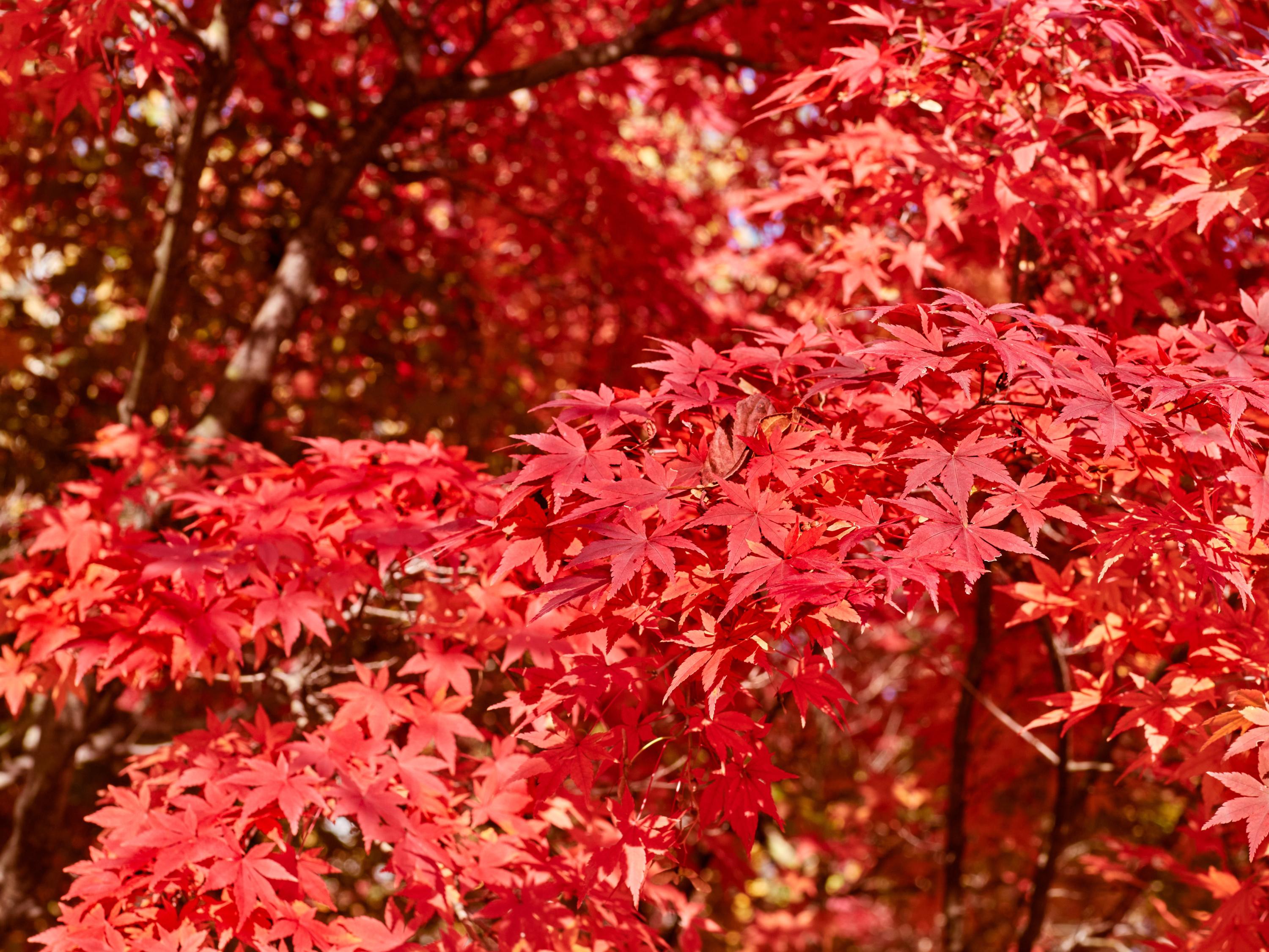 Seul un botaniste incollable saura nommer ces 8 arbres aux feuilles rouges