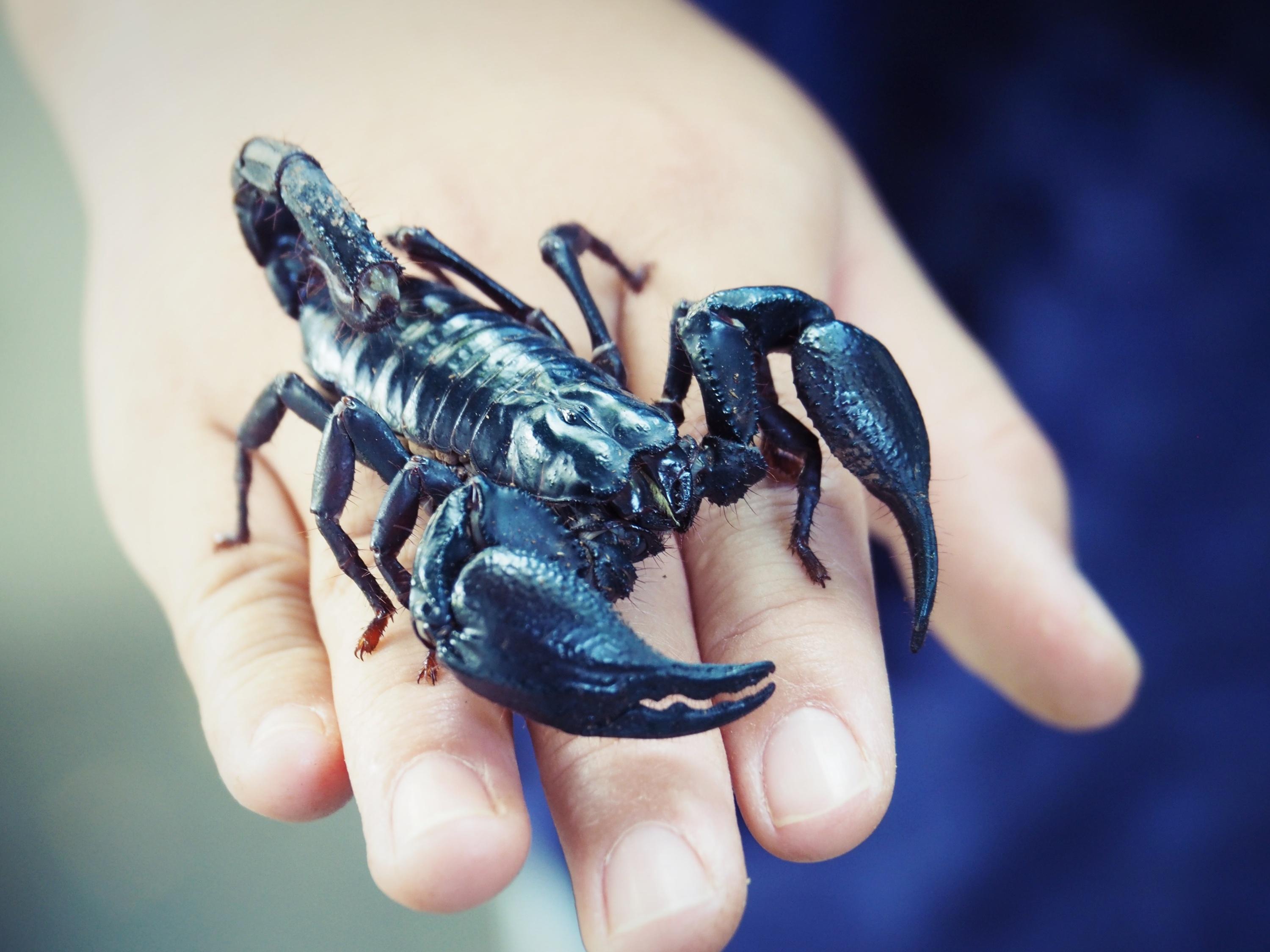 32 scorpions, 20 hippocampes dans un autocuiseur, des iguanes ligotés : l’inventaire des pires saisies de la douane cet été