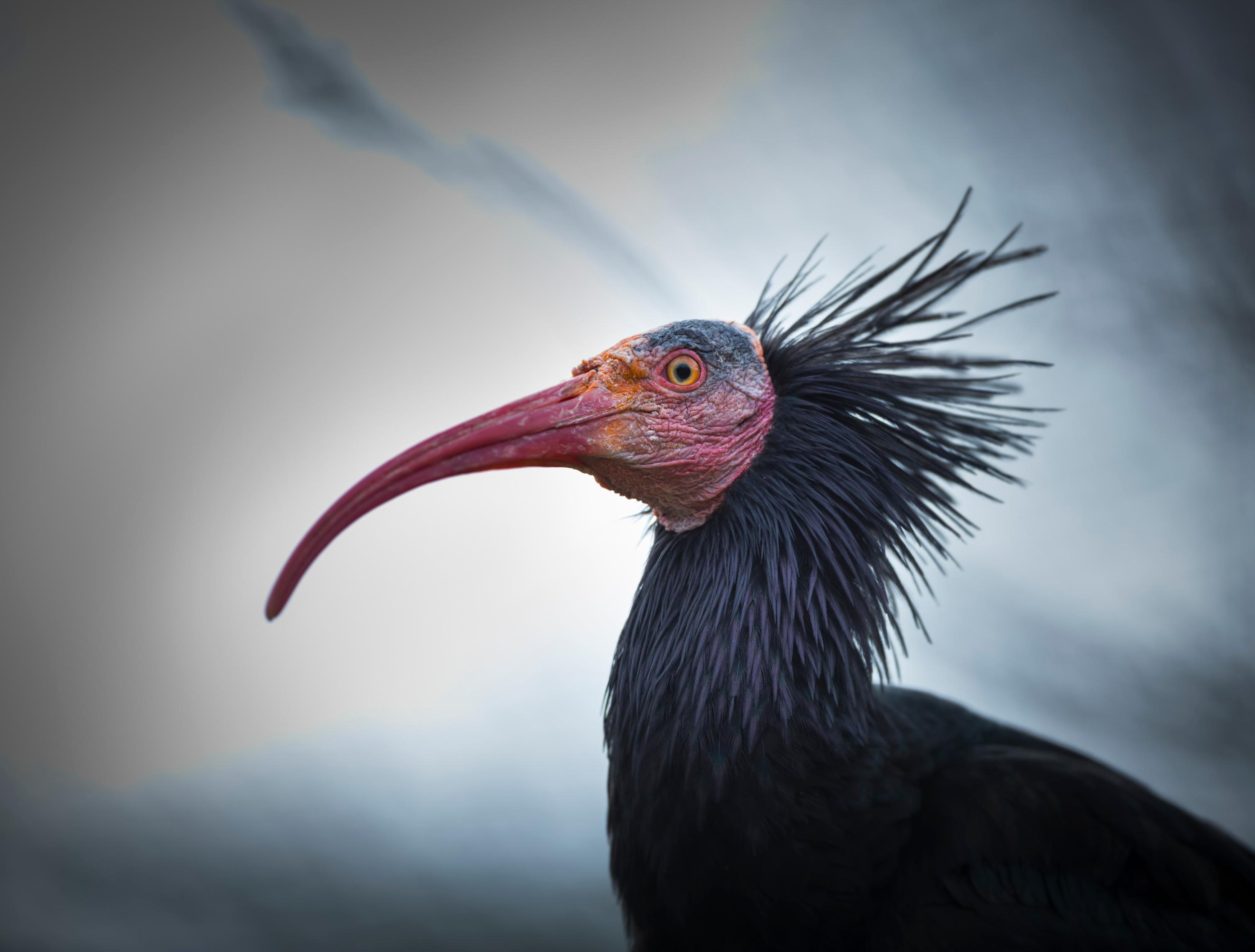 Après 300 ans d’absence, l’un des oiseaux les plus menacés au monde est de retour en France