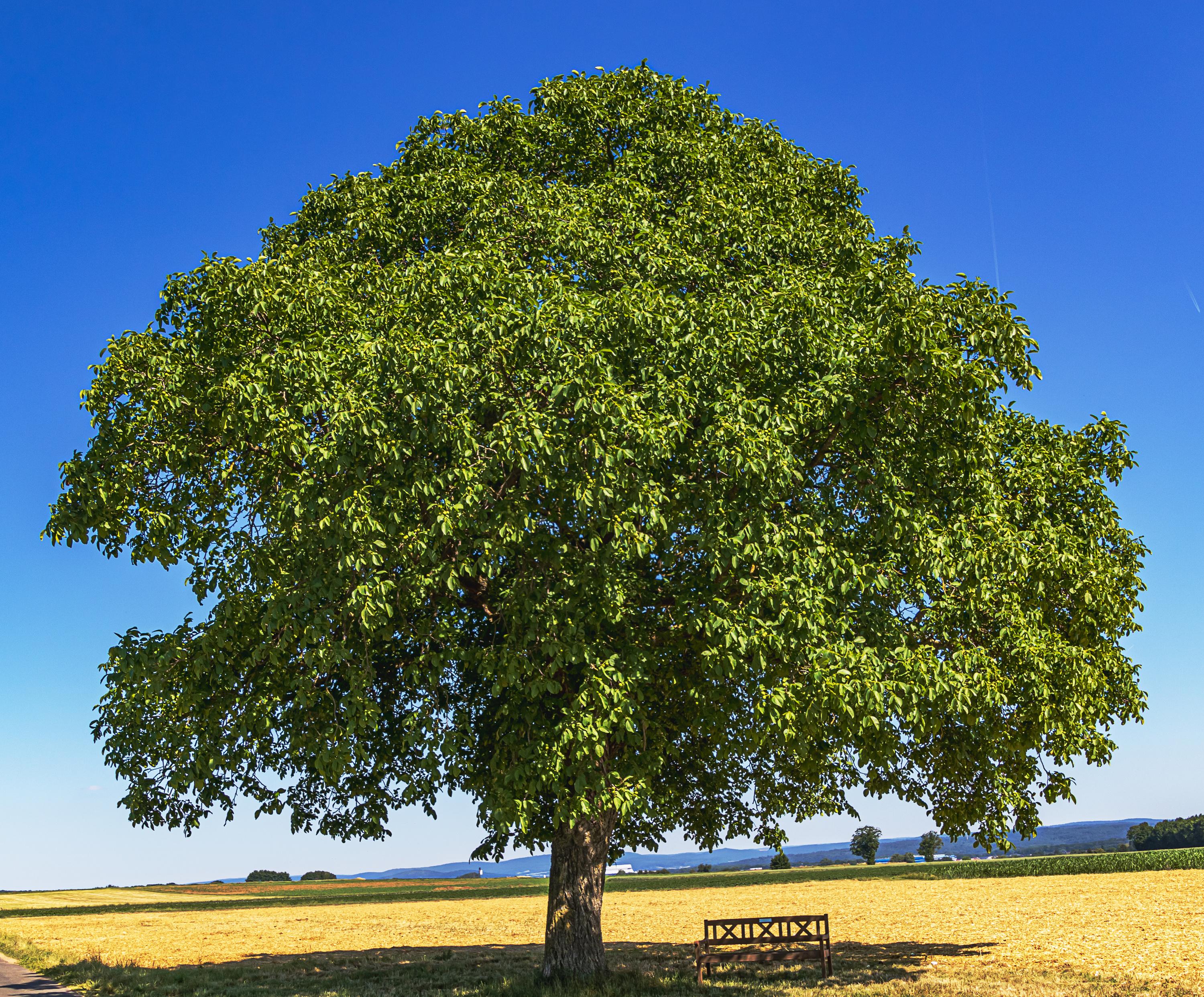 Cet arbre millénaire cache des secrets que votre jardin attend de découvrir