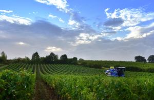 Vendanges: le ministère revoit à la baisse un millésime 2019 déjà en berne