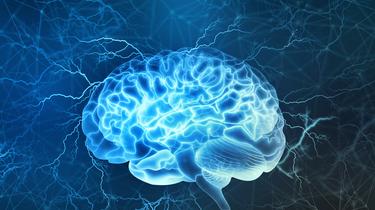 Cerveau humain