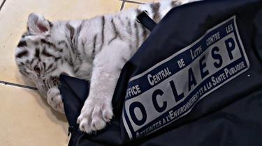 Un homme détenait illégalement un bébé tigre blanc chez lui.