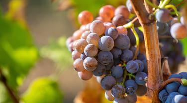 Moins d’alcool, plus de fraîcheur... À Bordeaux, pourquoi de plus en plus de vignerons gardent les rafles pour faire leurs vins ?