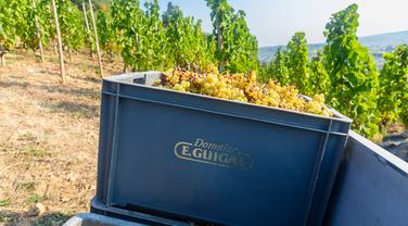 Fraîcheur et vibration : coup de cœur pour ce vin blanc du Rhône